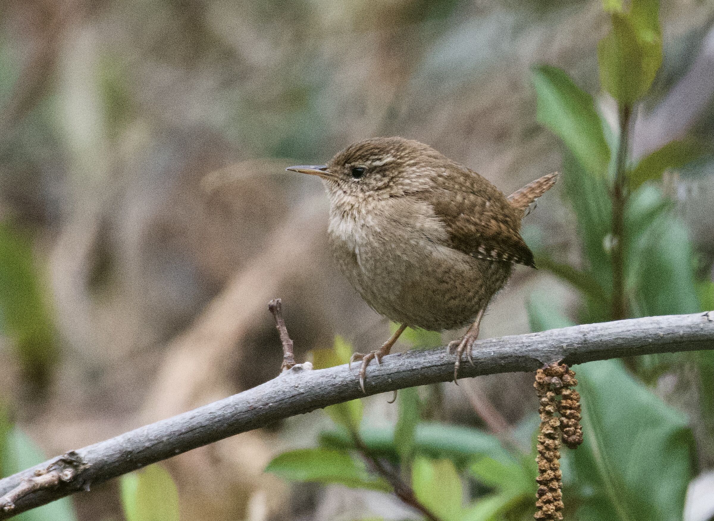Wren