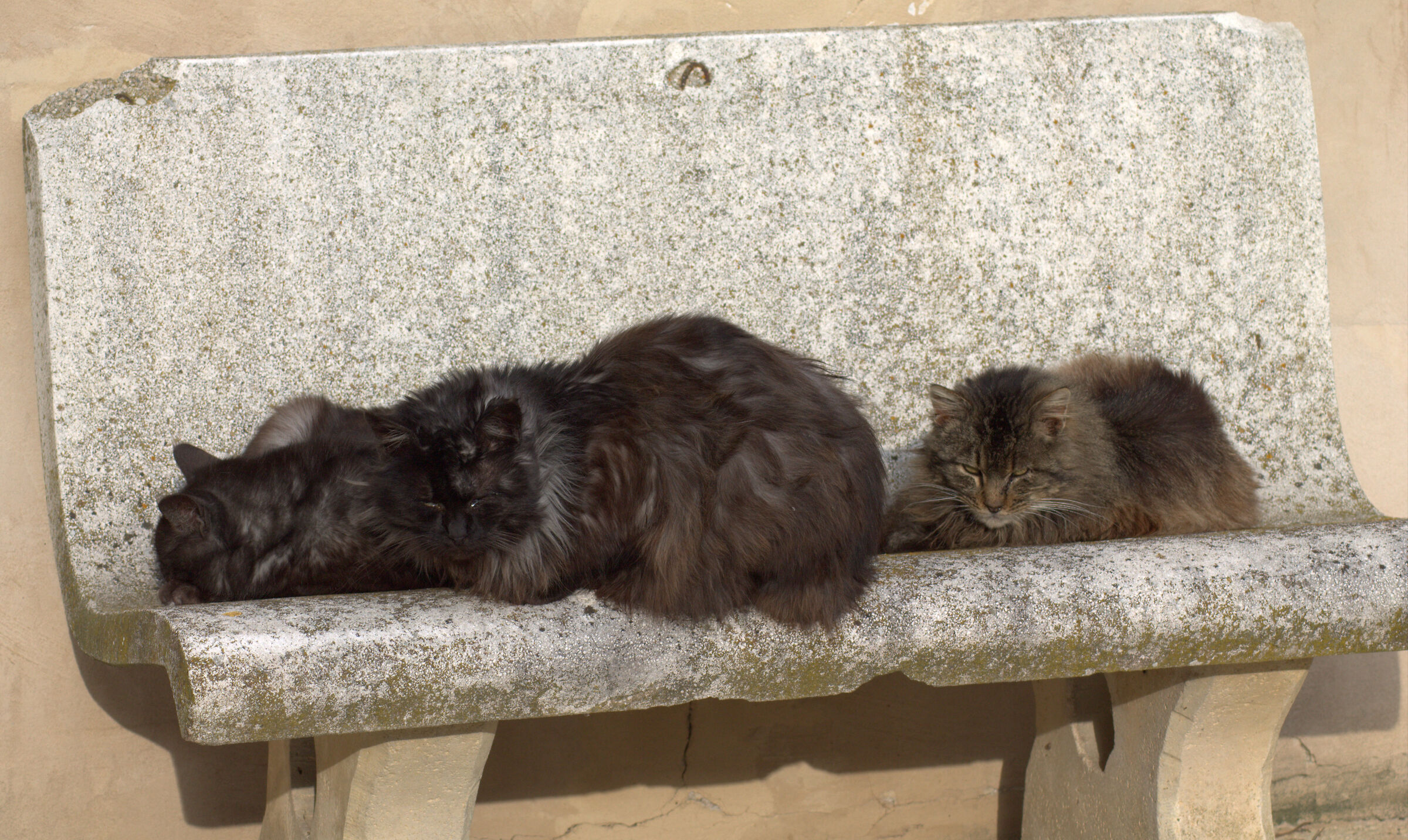 quattro a mici al bar
