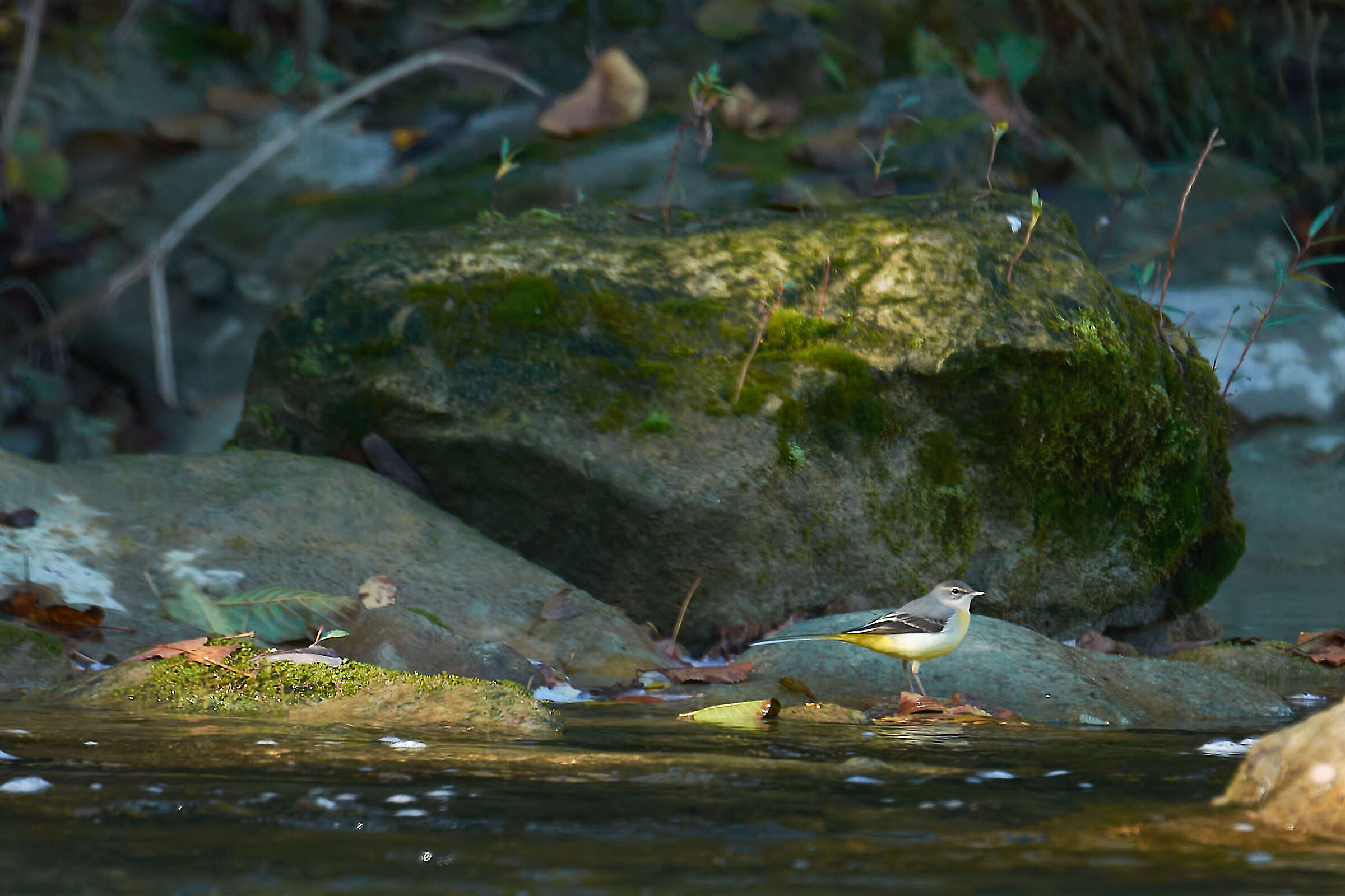 Ballerina Gialla di torrente.
