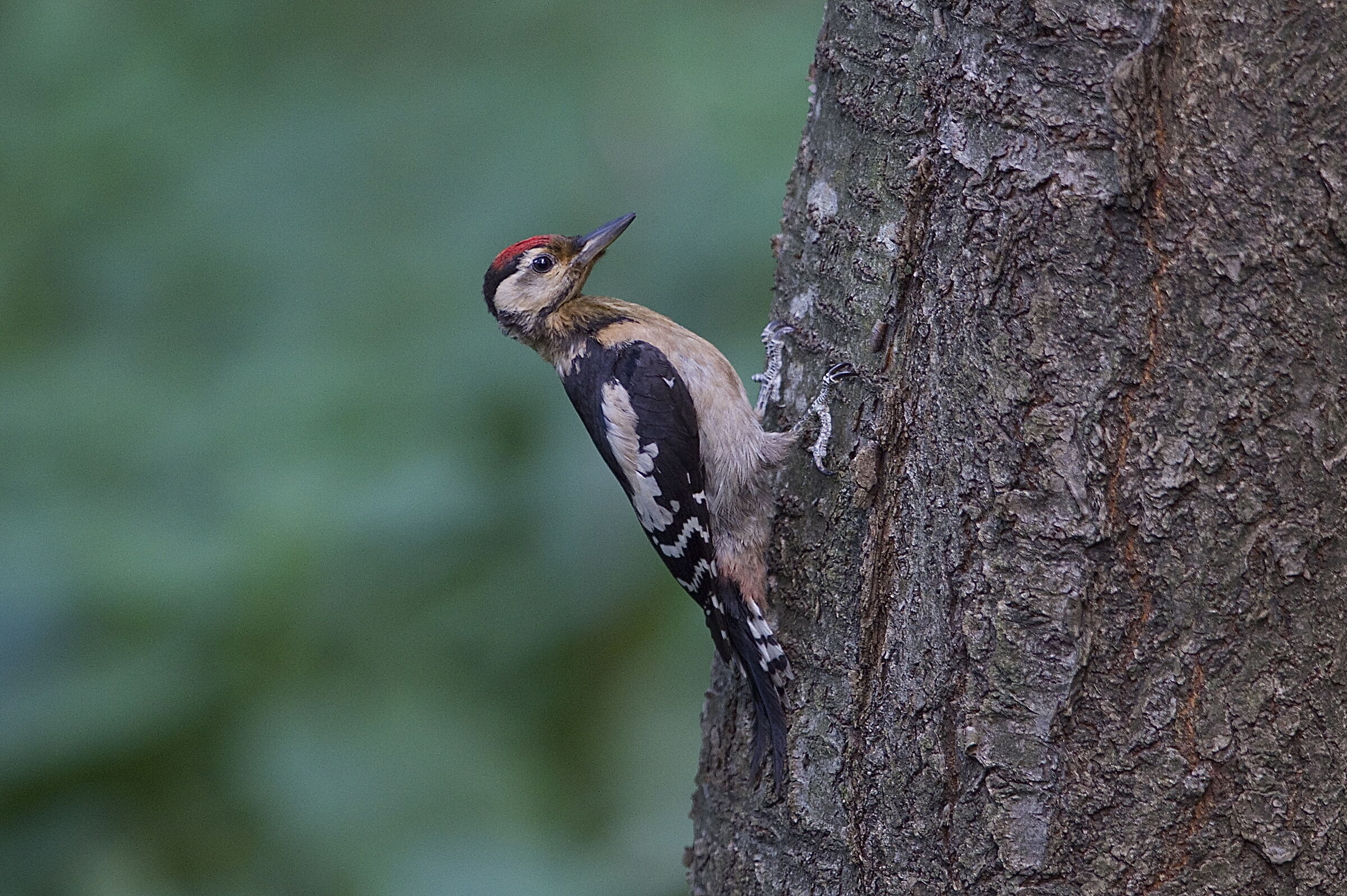 picchio rosso maggiore