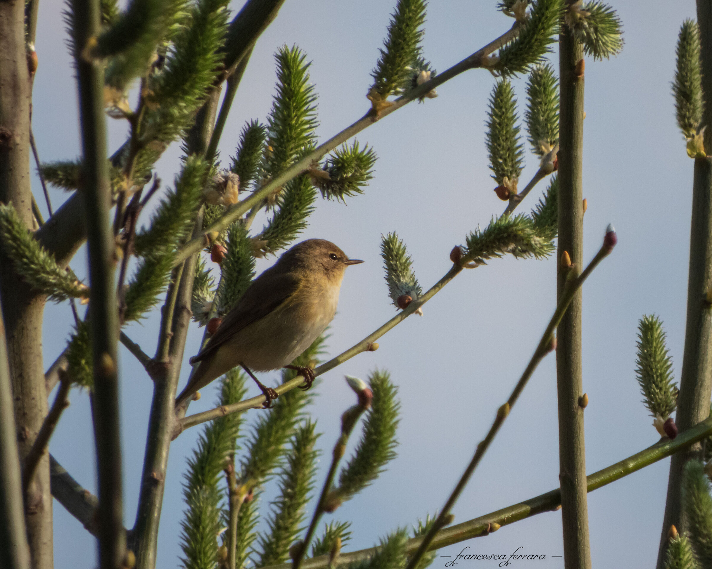 Luì Piccolo (Phylloscopus Collybita)