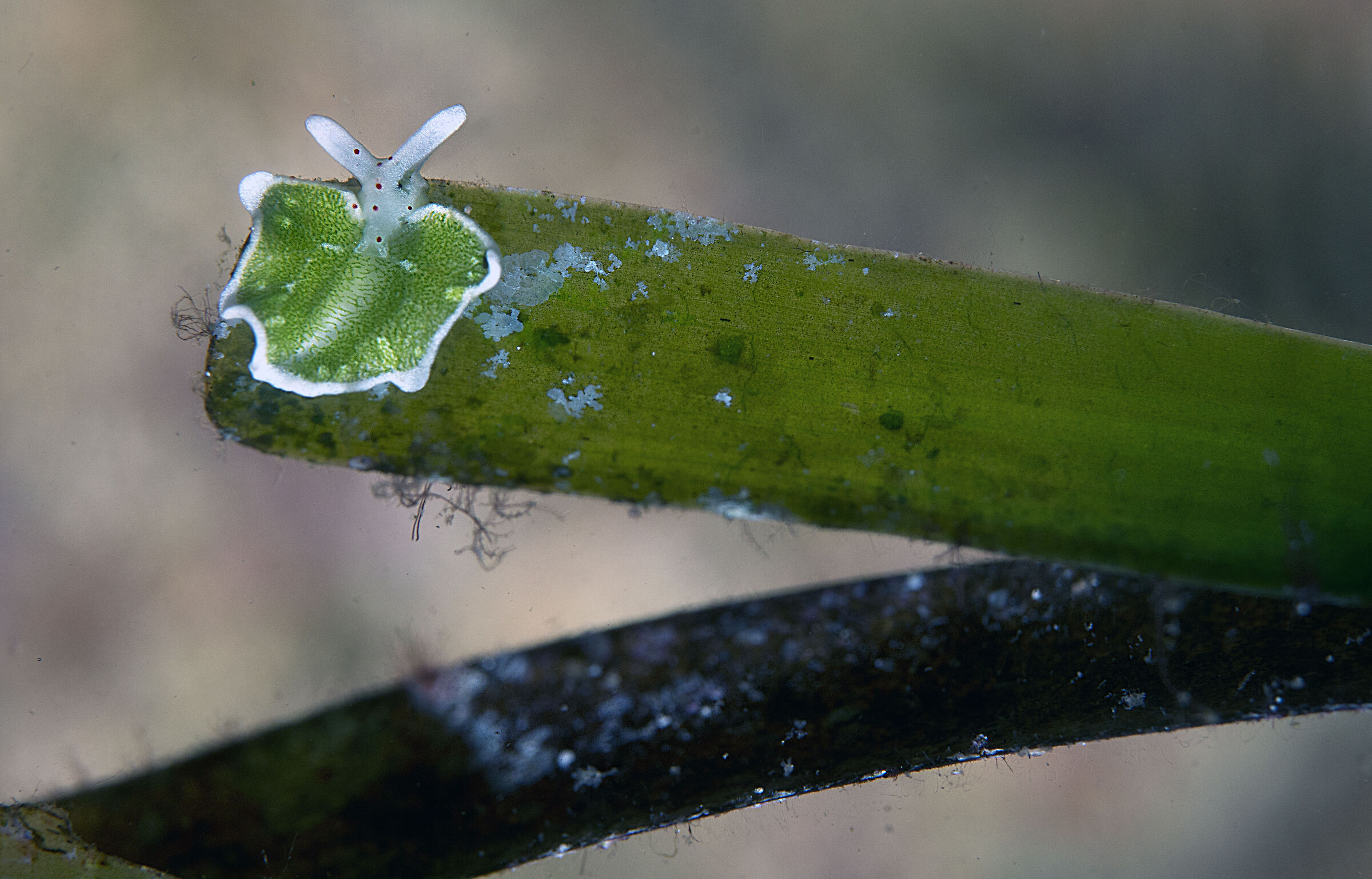 Eri piccola, piccola, cosi!!