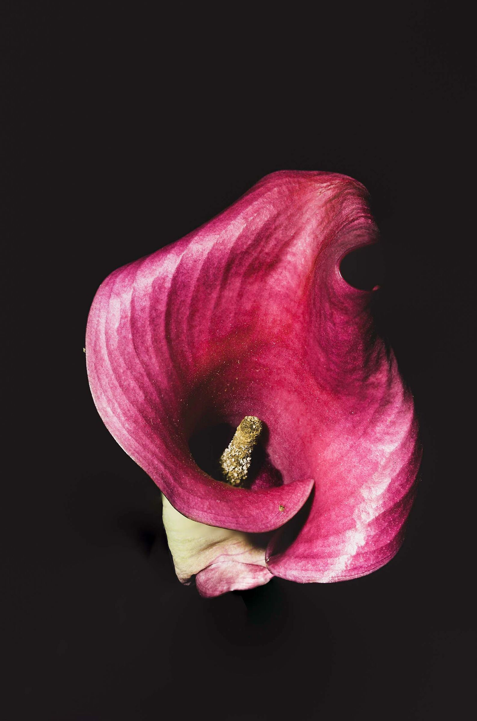Calla