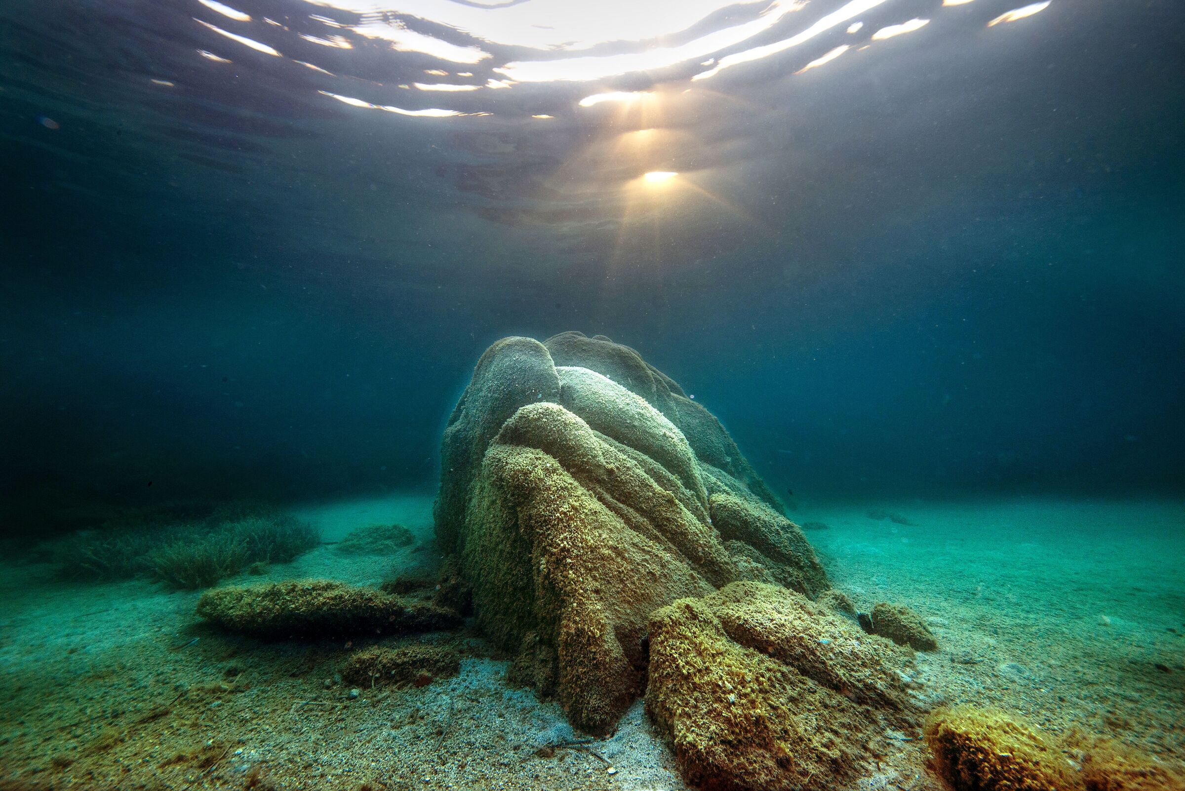 Cardellino... all' imbrunire