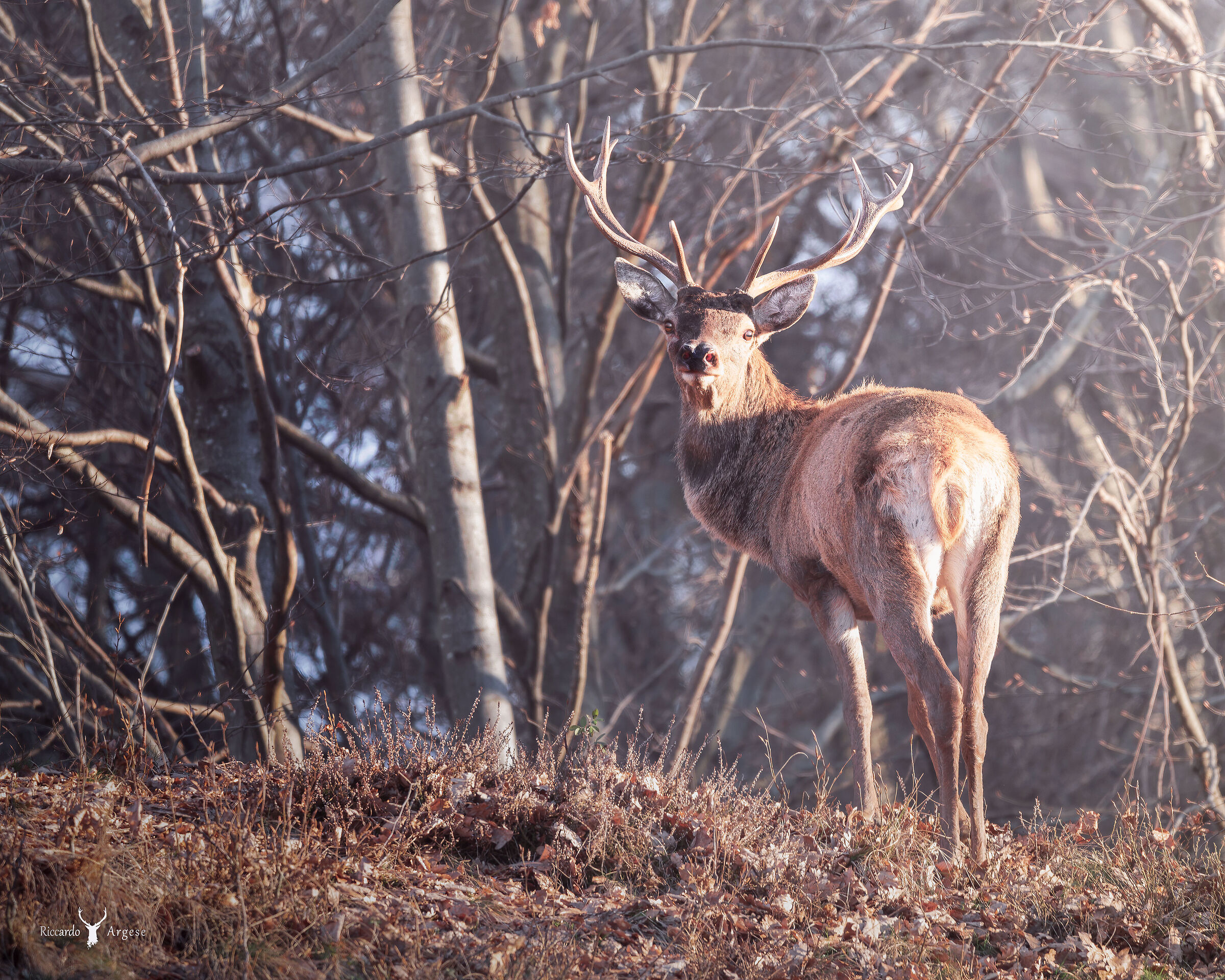 On your knees, human.