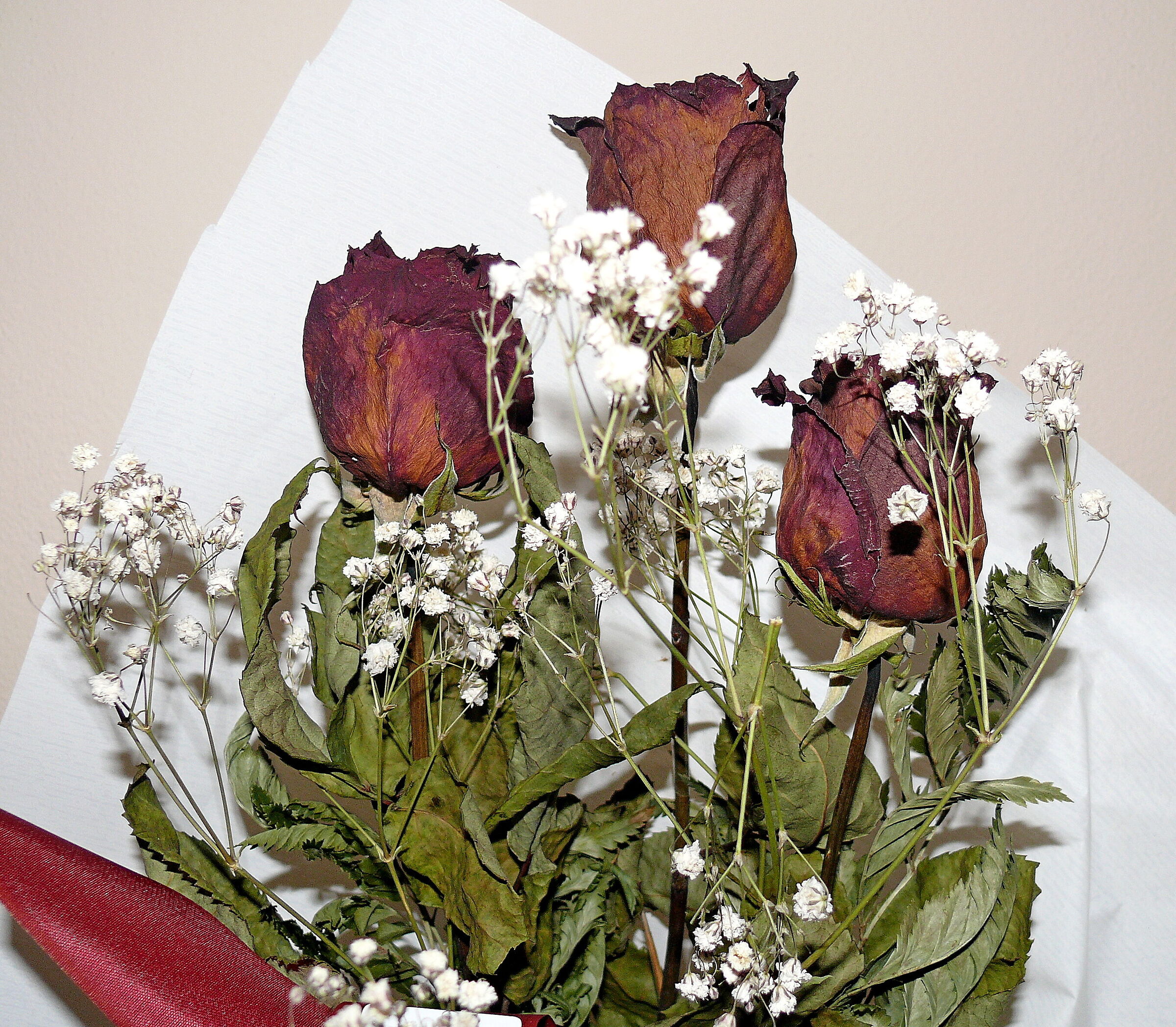 Dried Roses