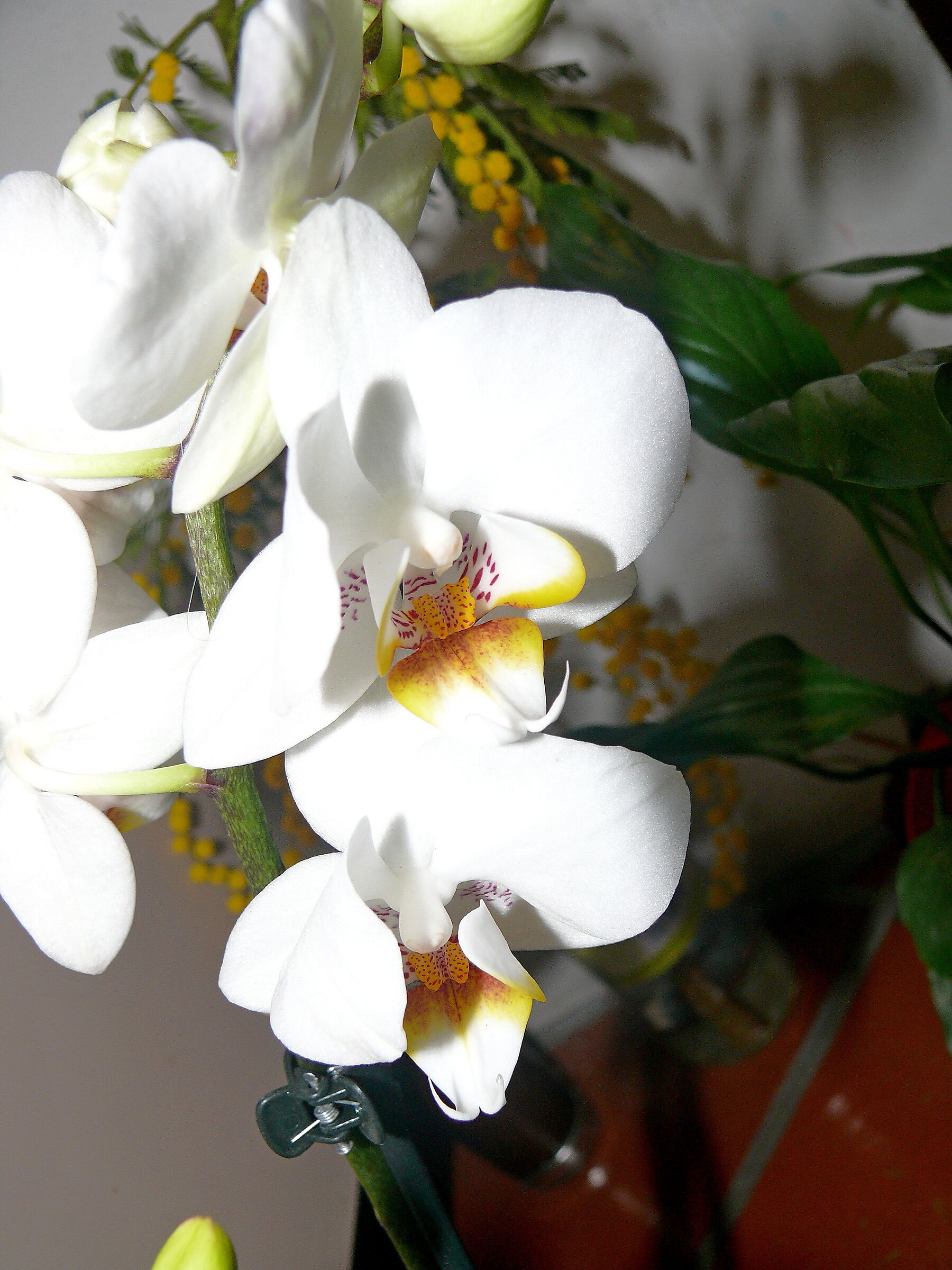 Orchid 384