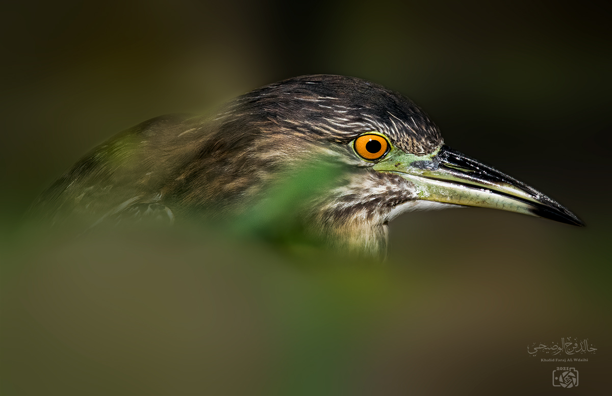 Nycticorax nycticorax