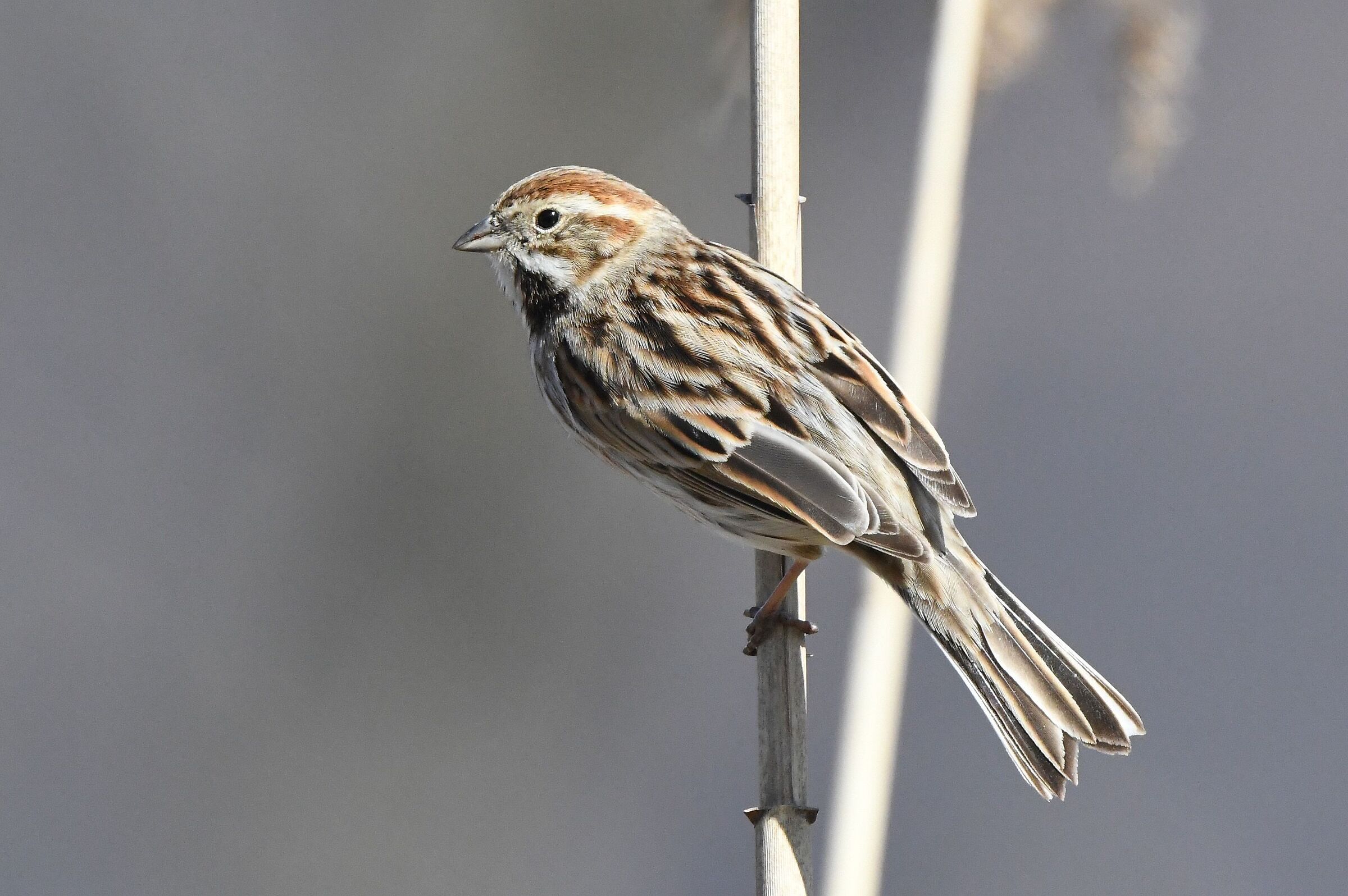 migliarino di palude