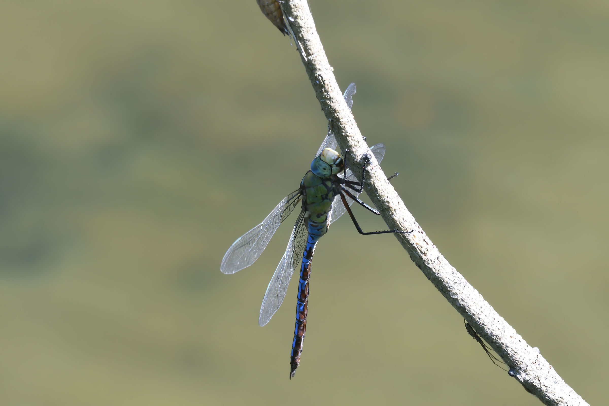 Dragonfly