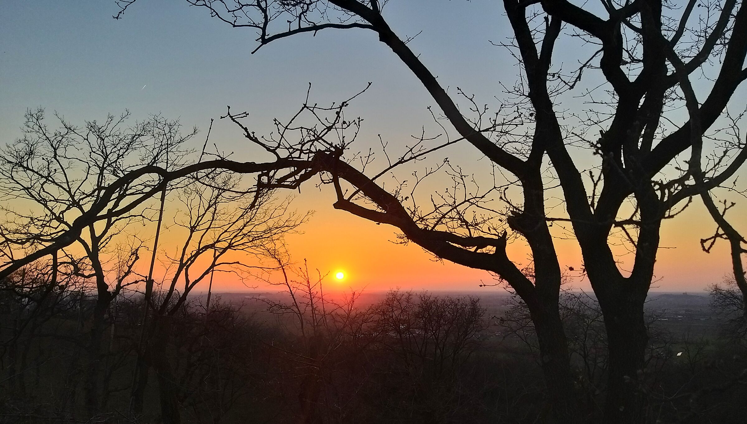 Sunset between branches