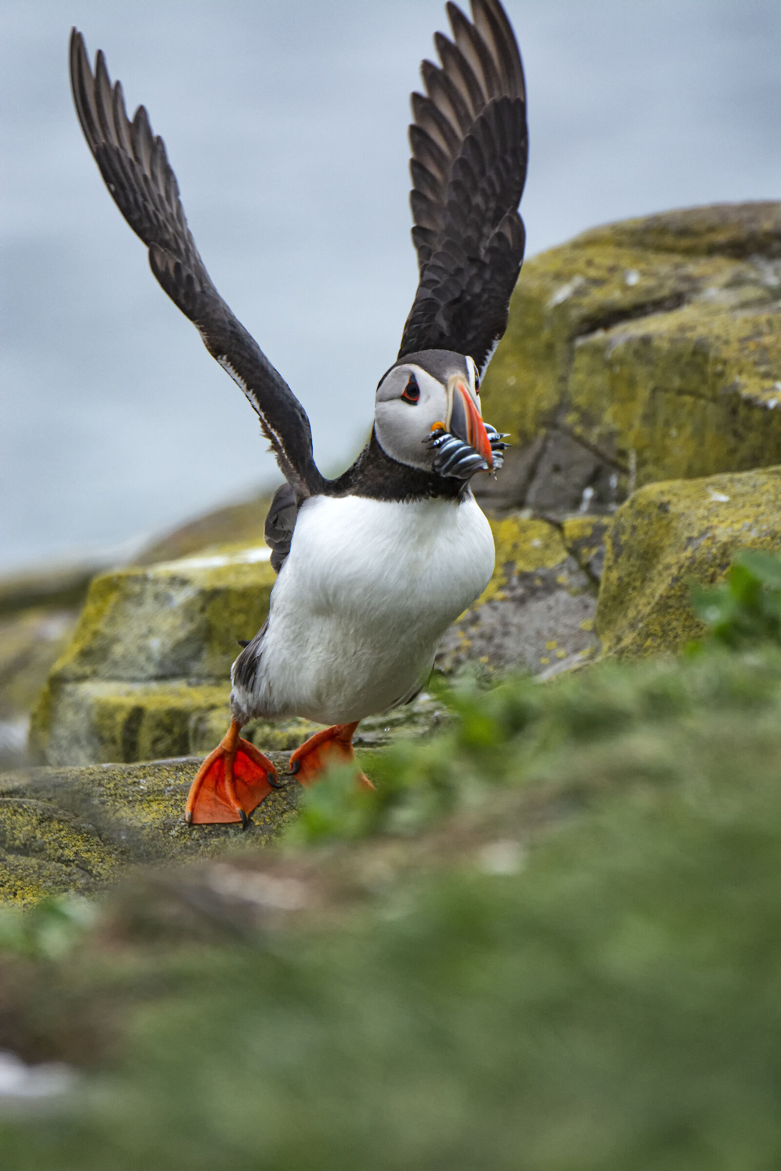 Arrivals and Departures _ Puffins