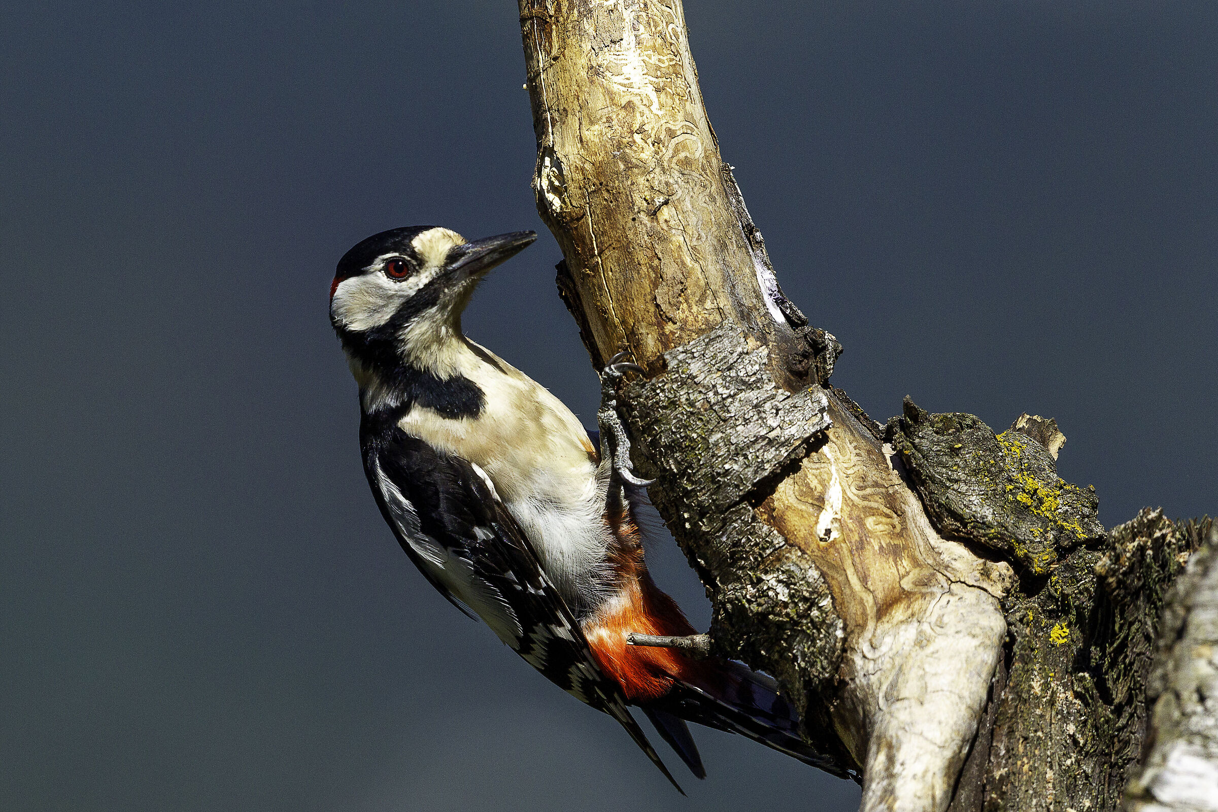 Picchio Rosso Maggiore su posatoio