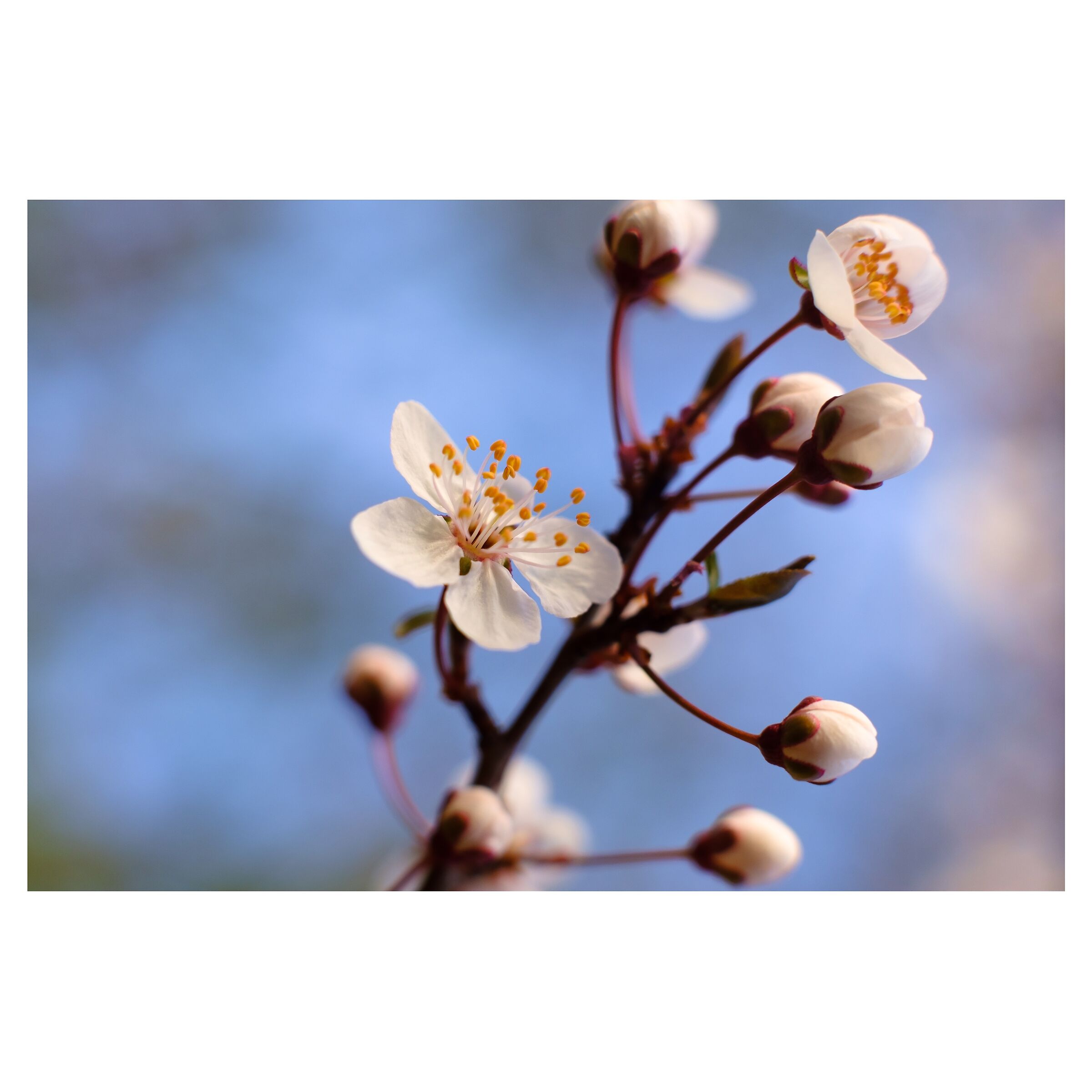 Ritratto di Primavera