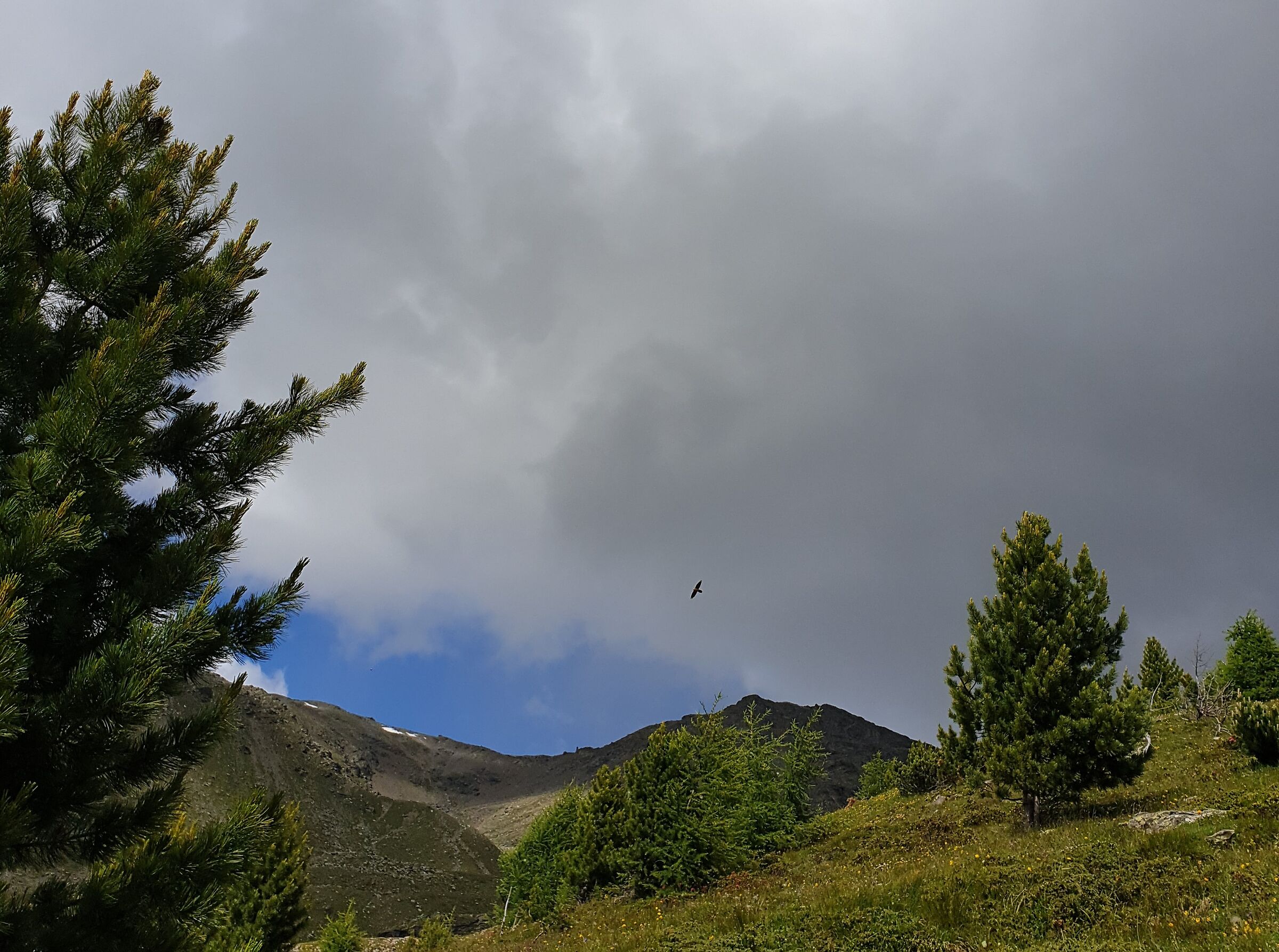 Gypaetus barbatus in lontananza