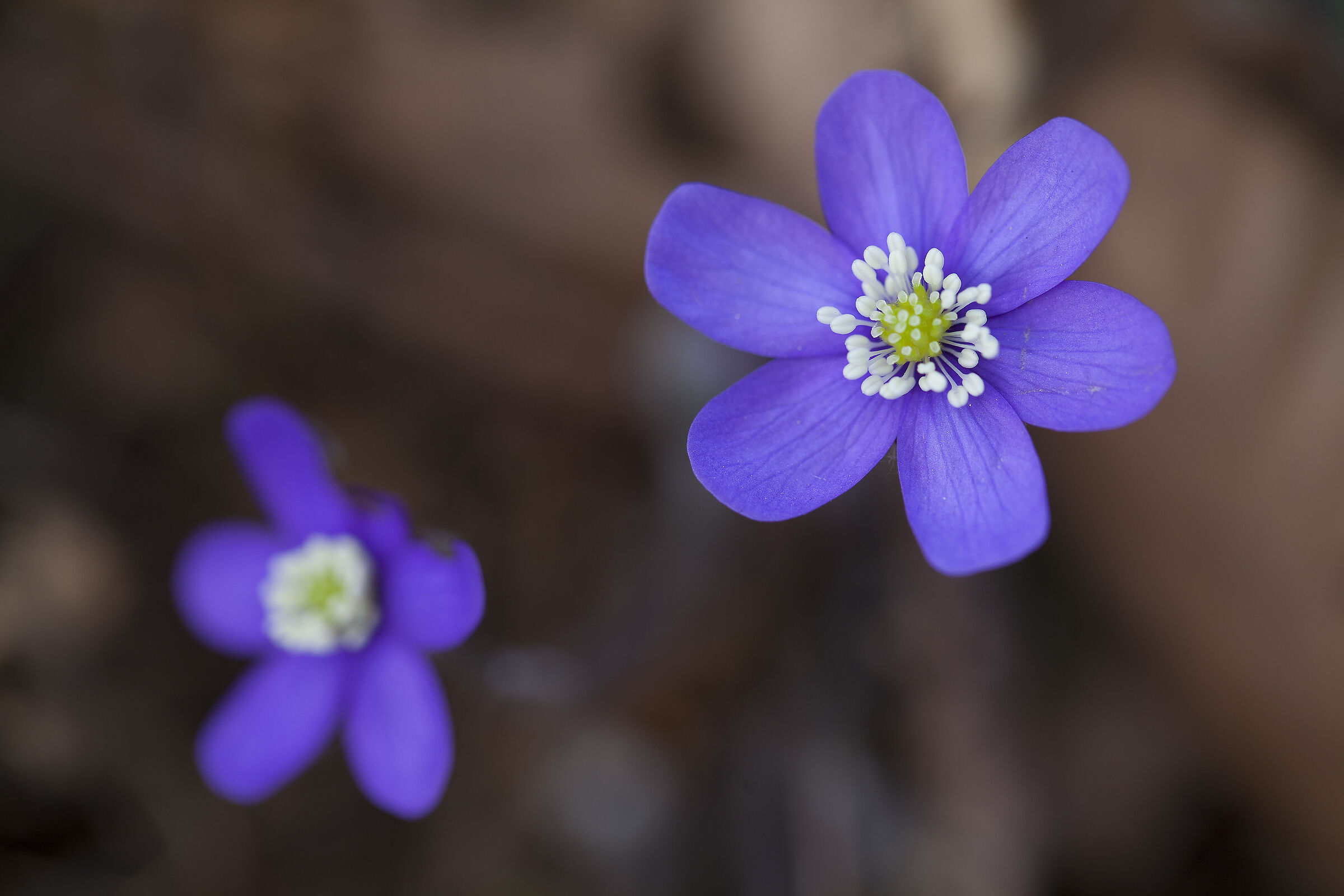 Hepatica Nobilis