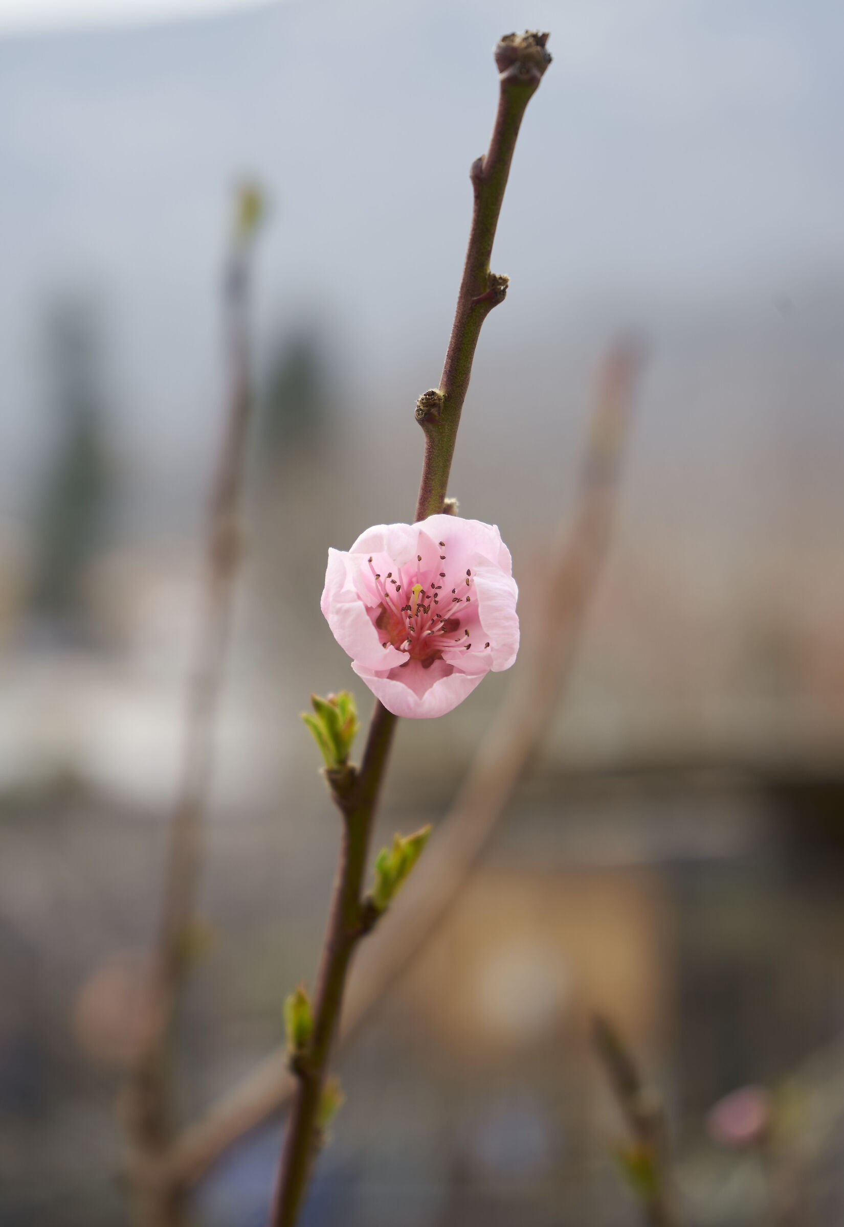Sprazzi di primavera