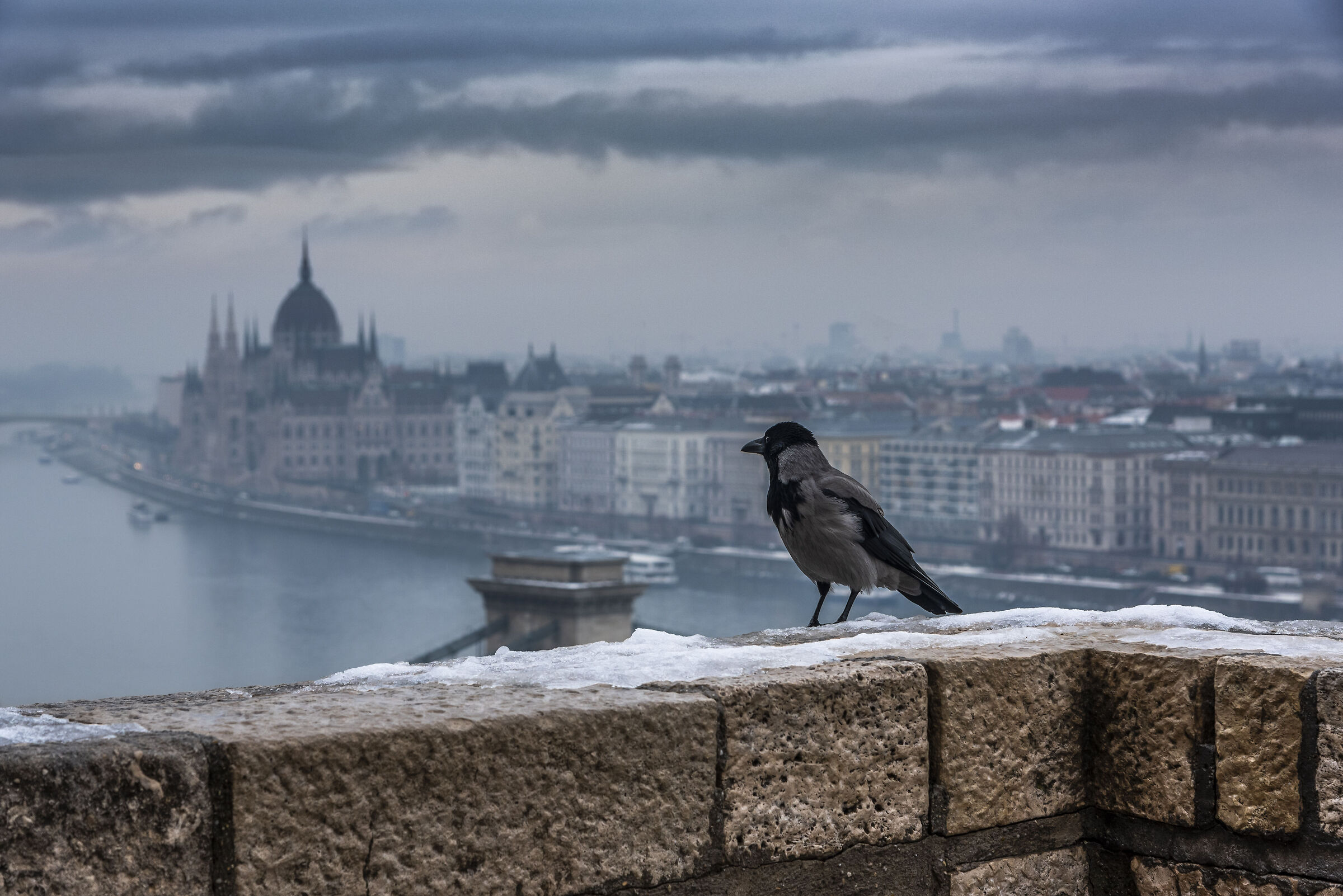 Raven in Budapest