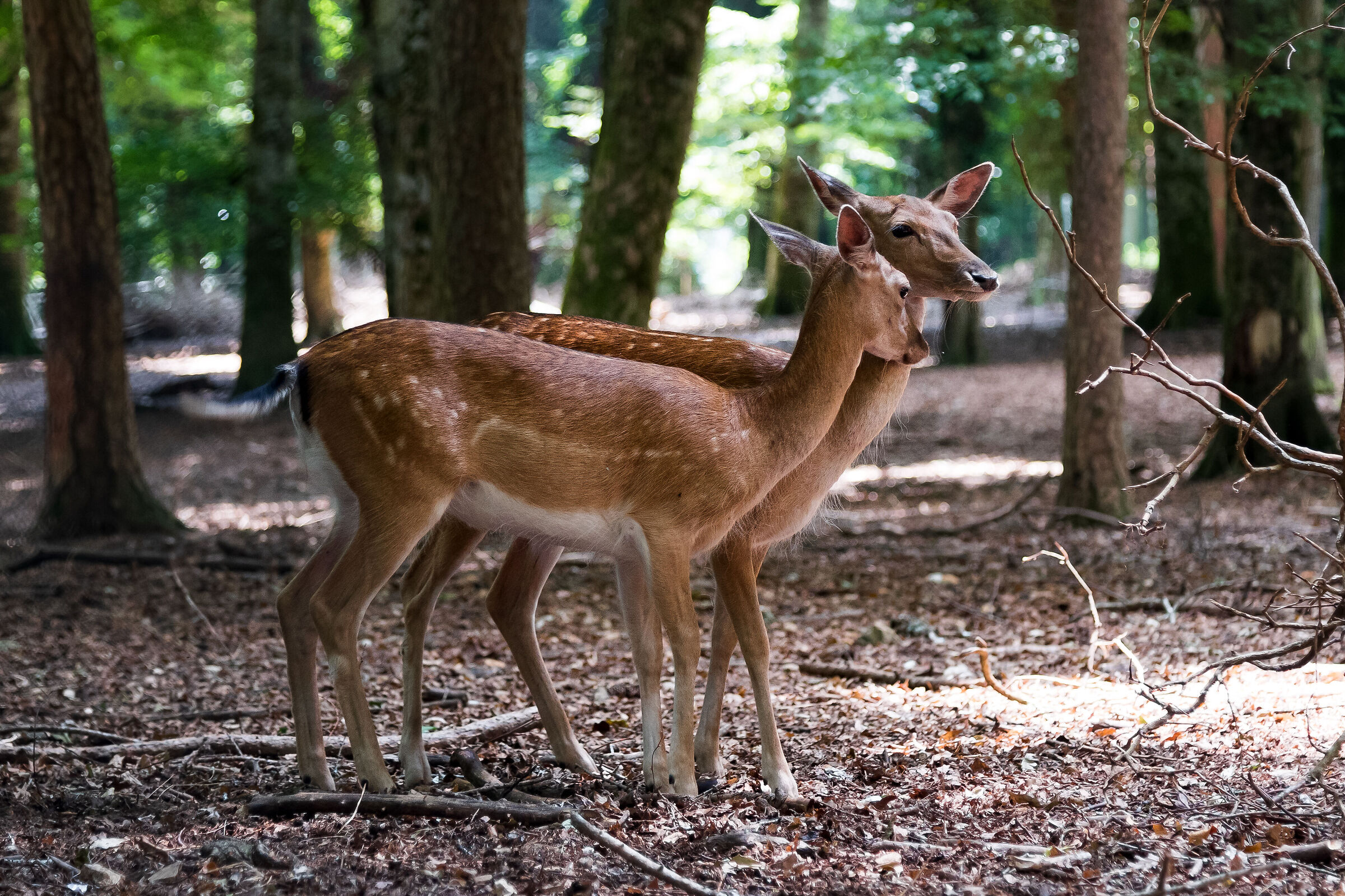 Love between Daini, Umbra Forest