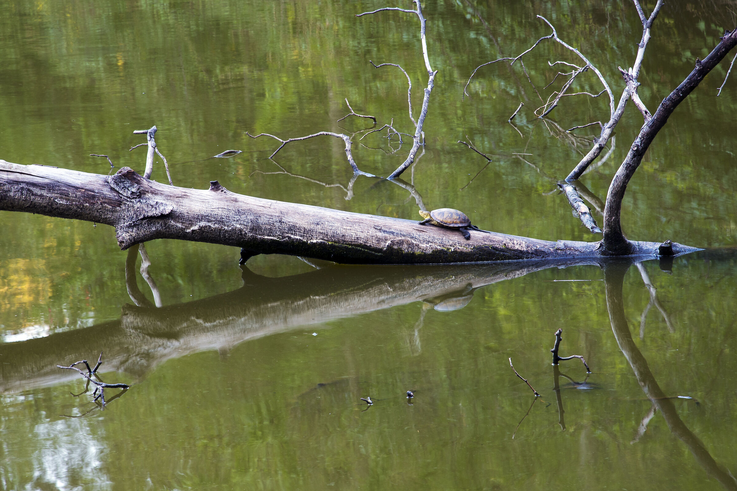 Turtle in Lake Umbra Forest