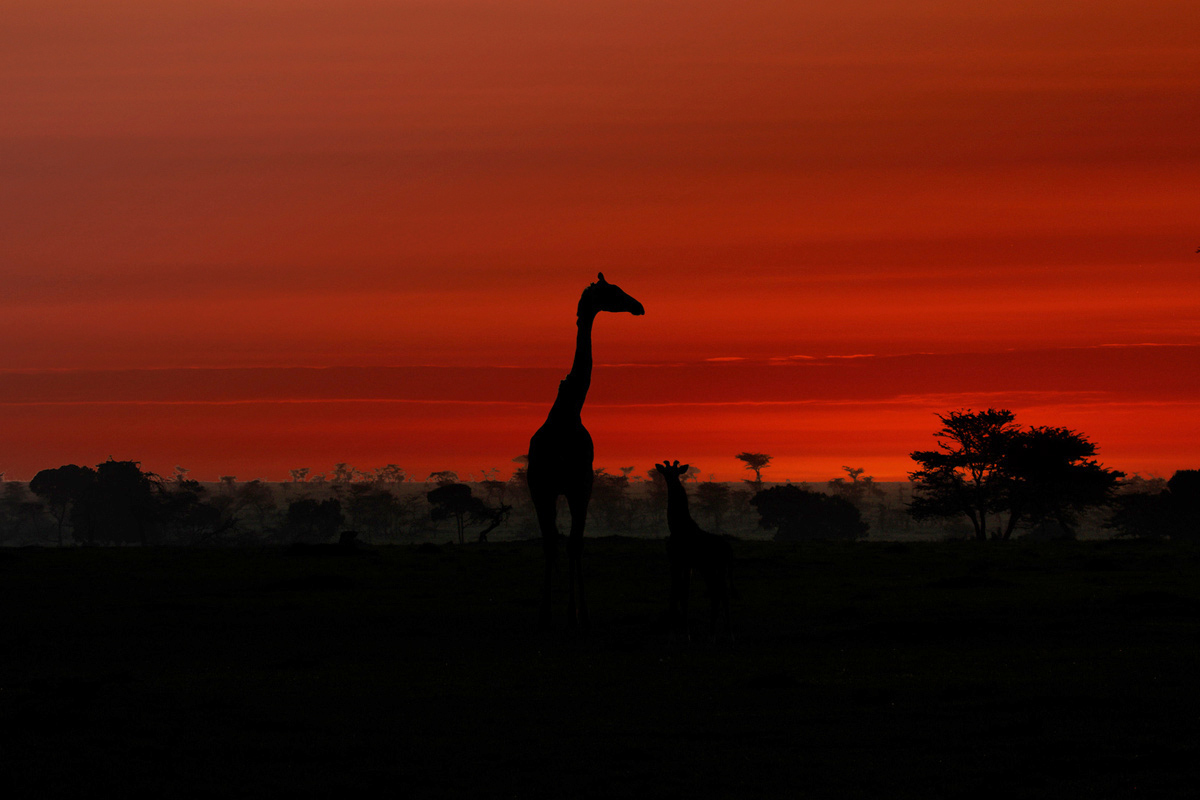Giraffe al tramonto
