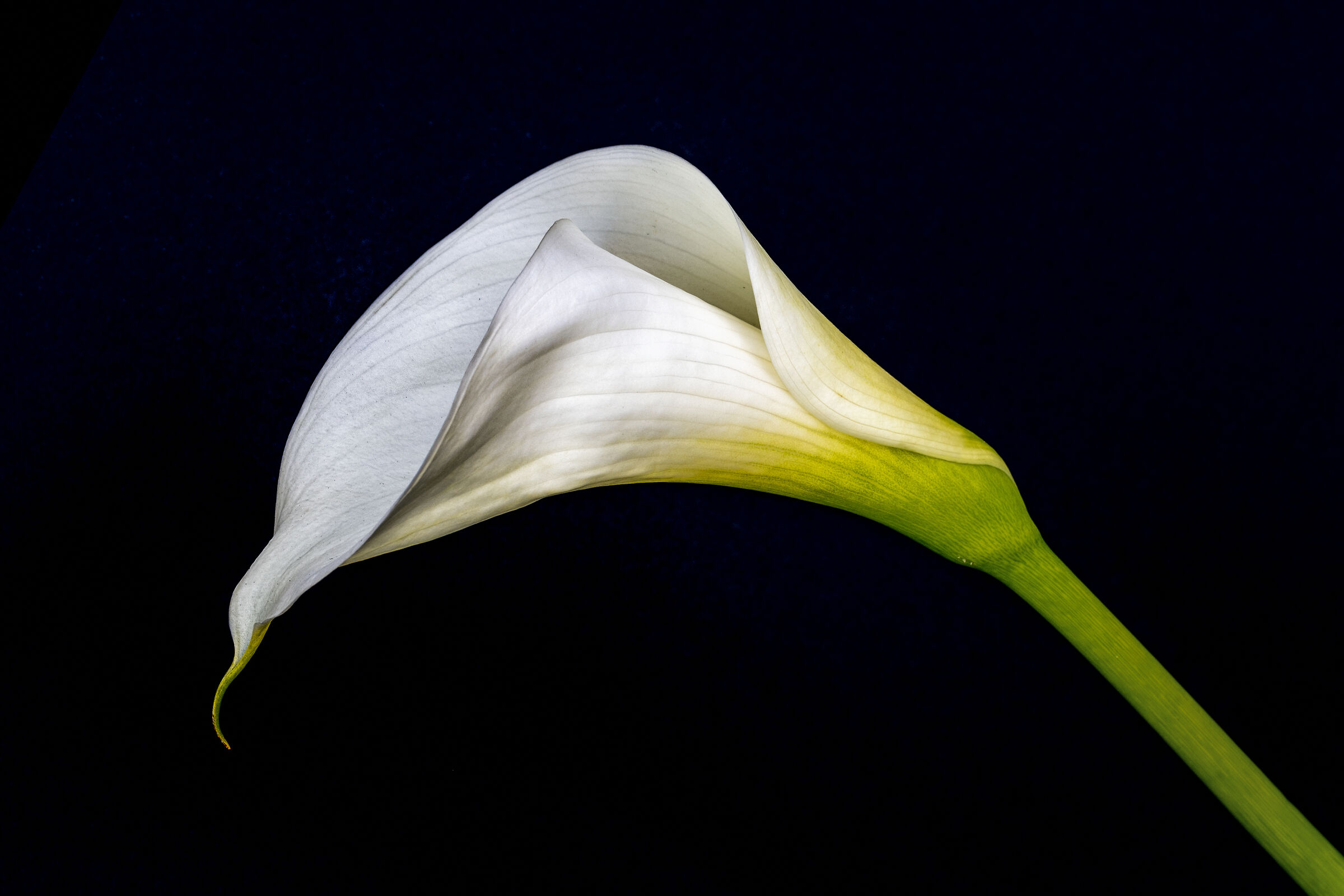 Calla