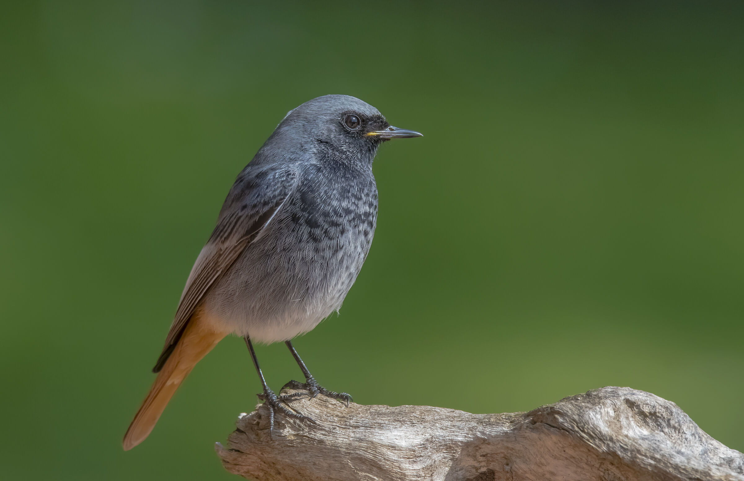 Codirosso spazzacamino