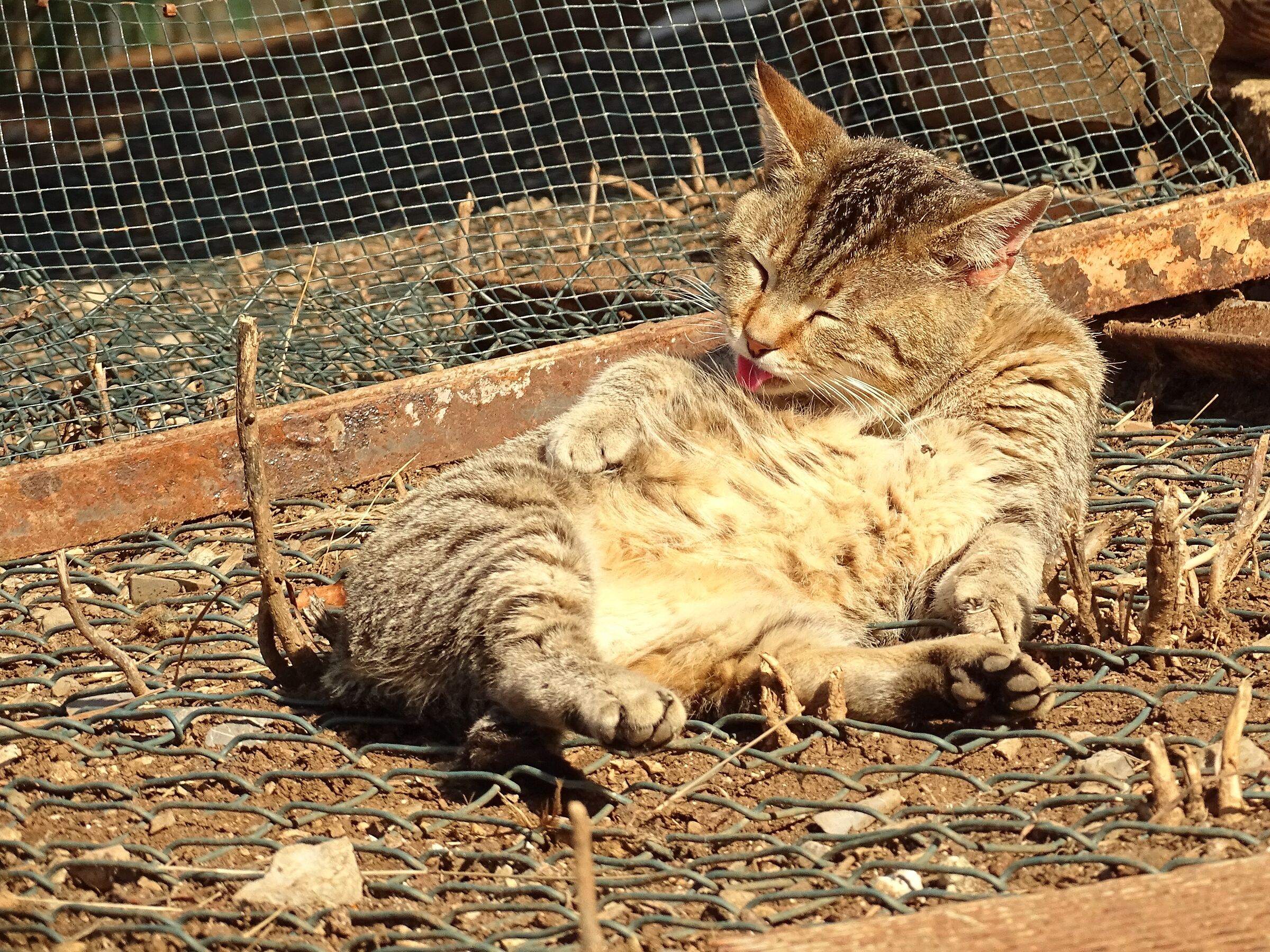 Siesta felina