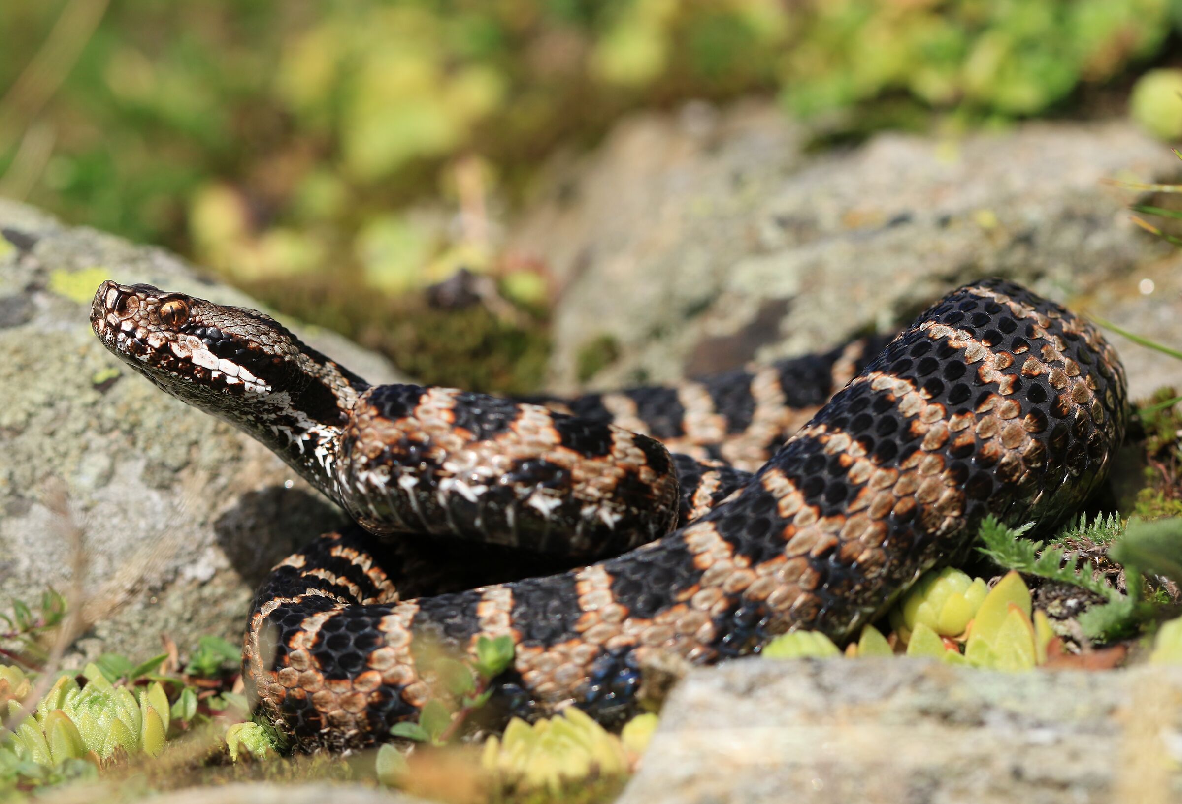 Vipera aspis aspis ex atra, maschio