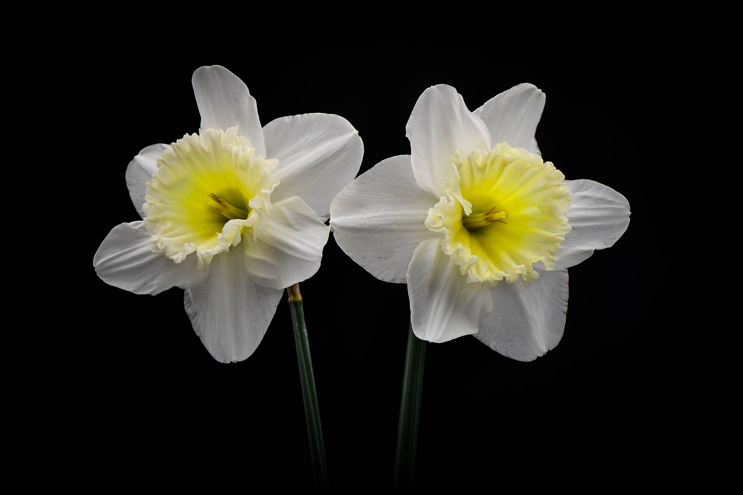 Daffodils.