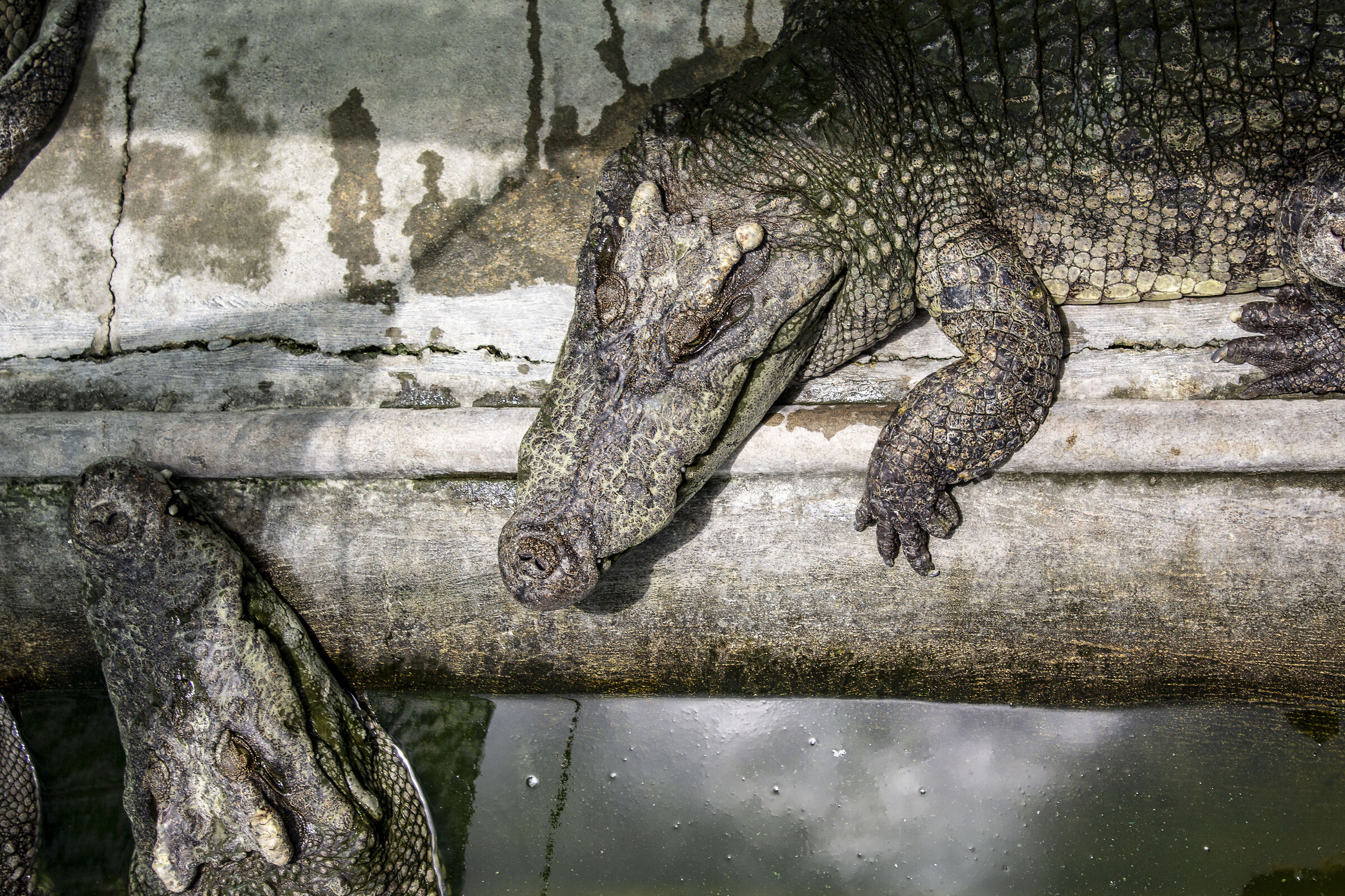 Allevamento di Coccodrilli