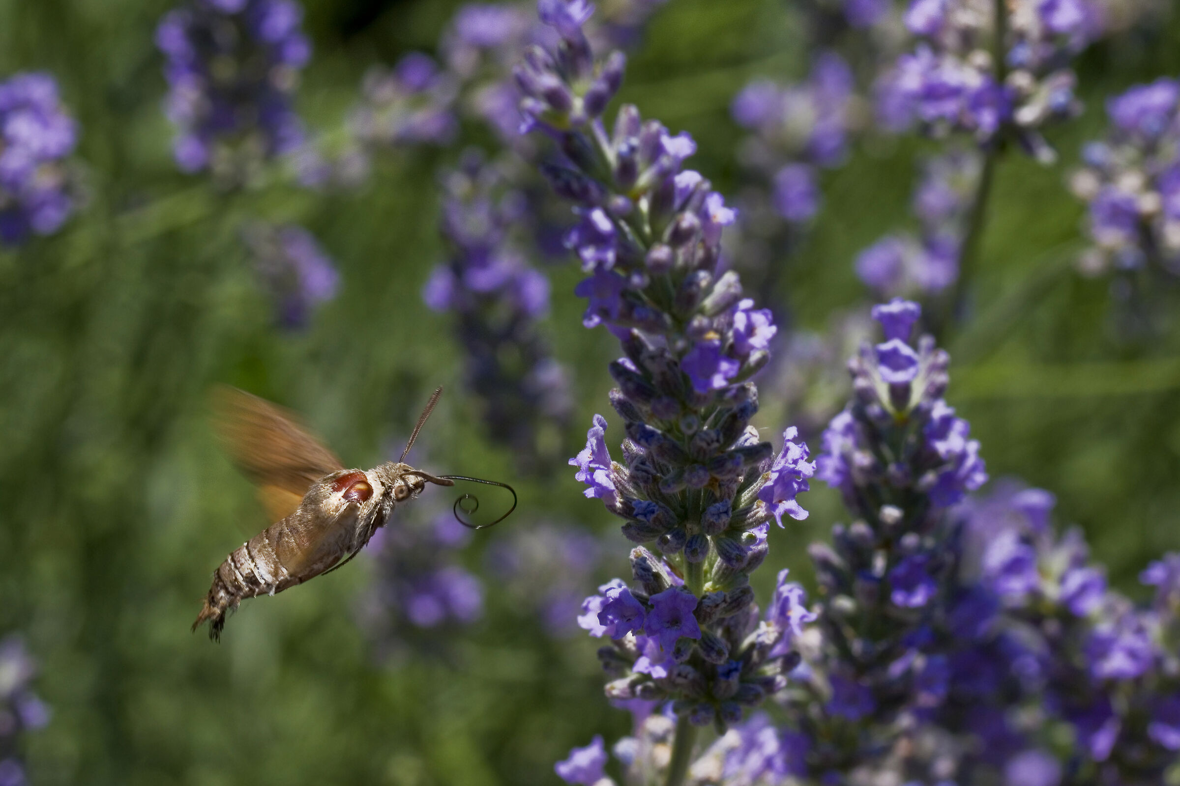 Macroglossum stellatarum