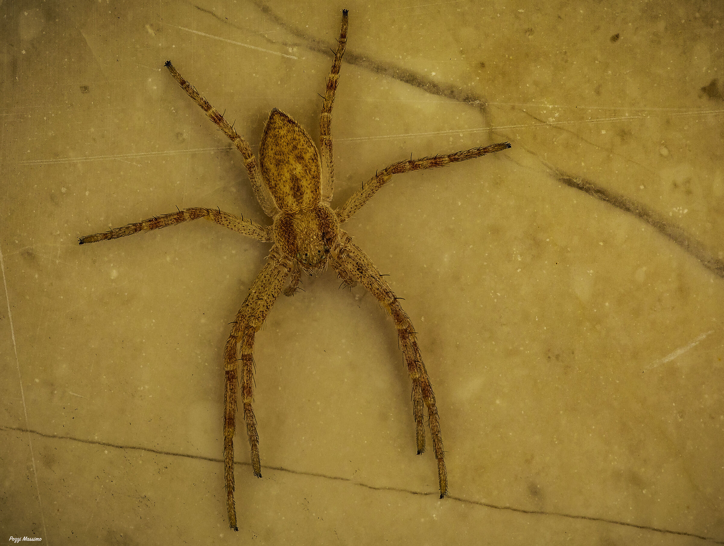 little spider