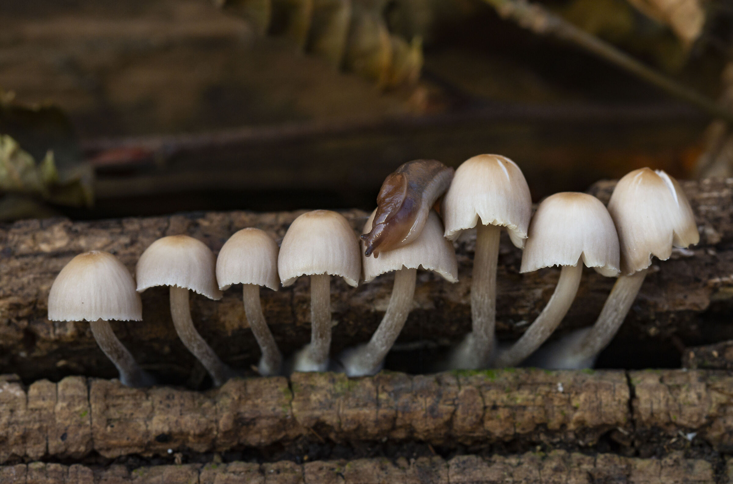 Deroceras reticulatum