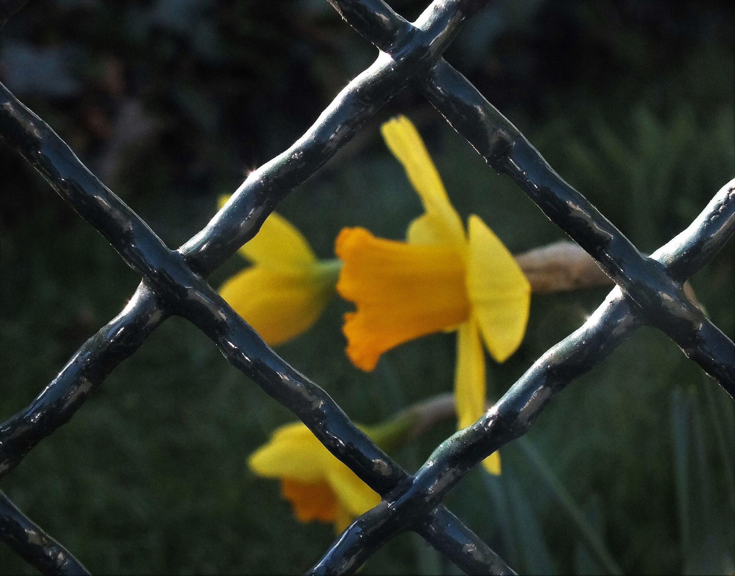 lockdown in una prigione dorata