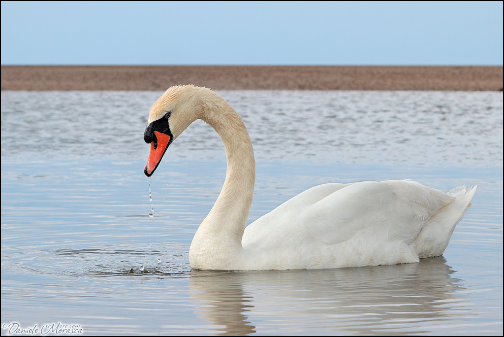 Mute Swan (Cygnus olor)
