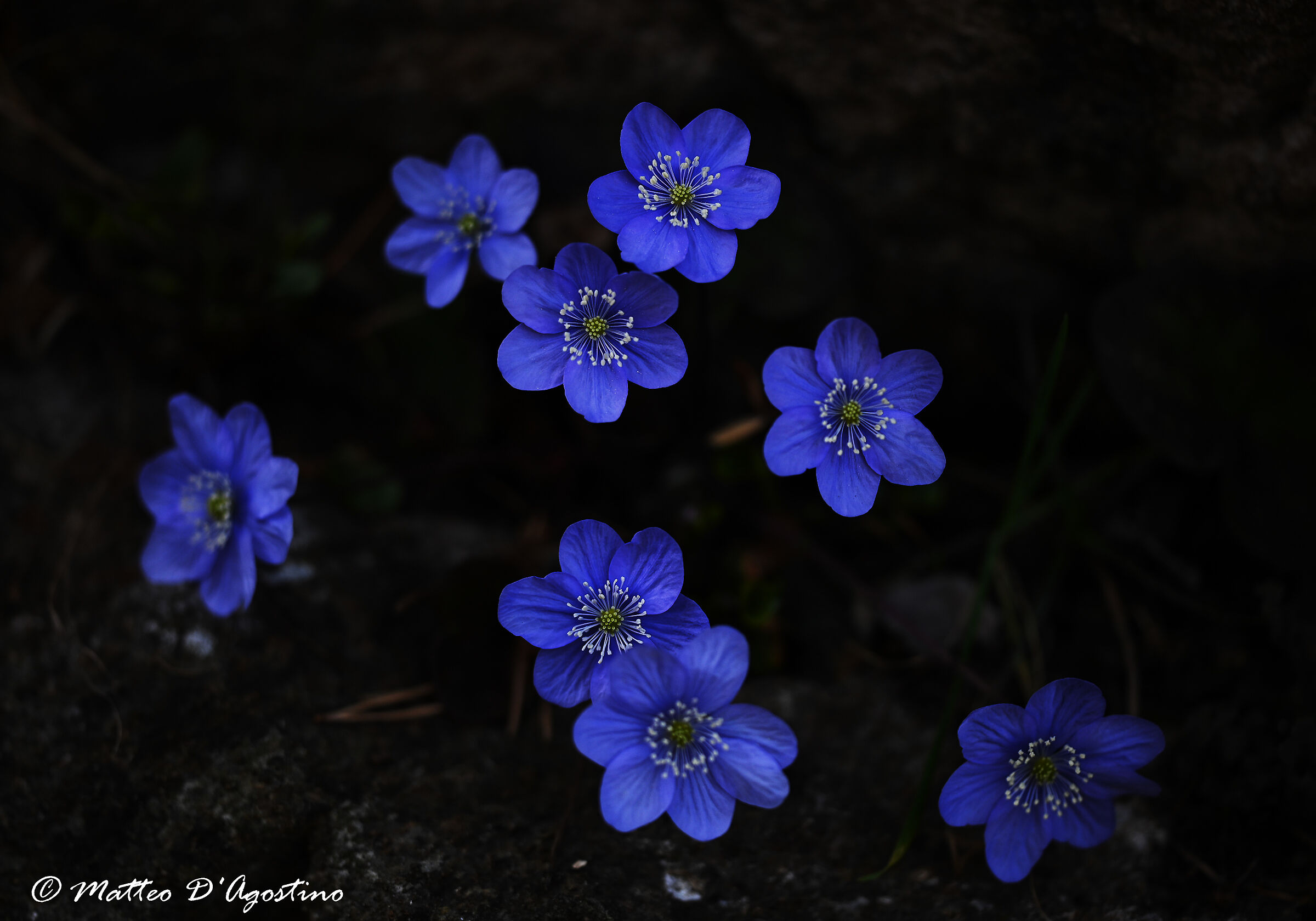 Hepatica nobilis