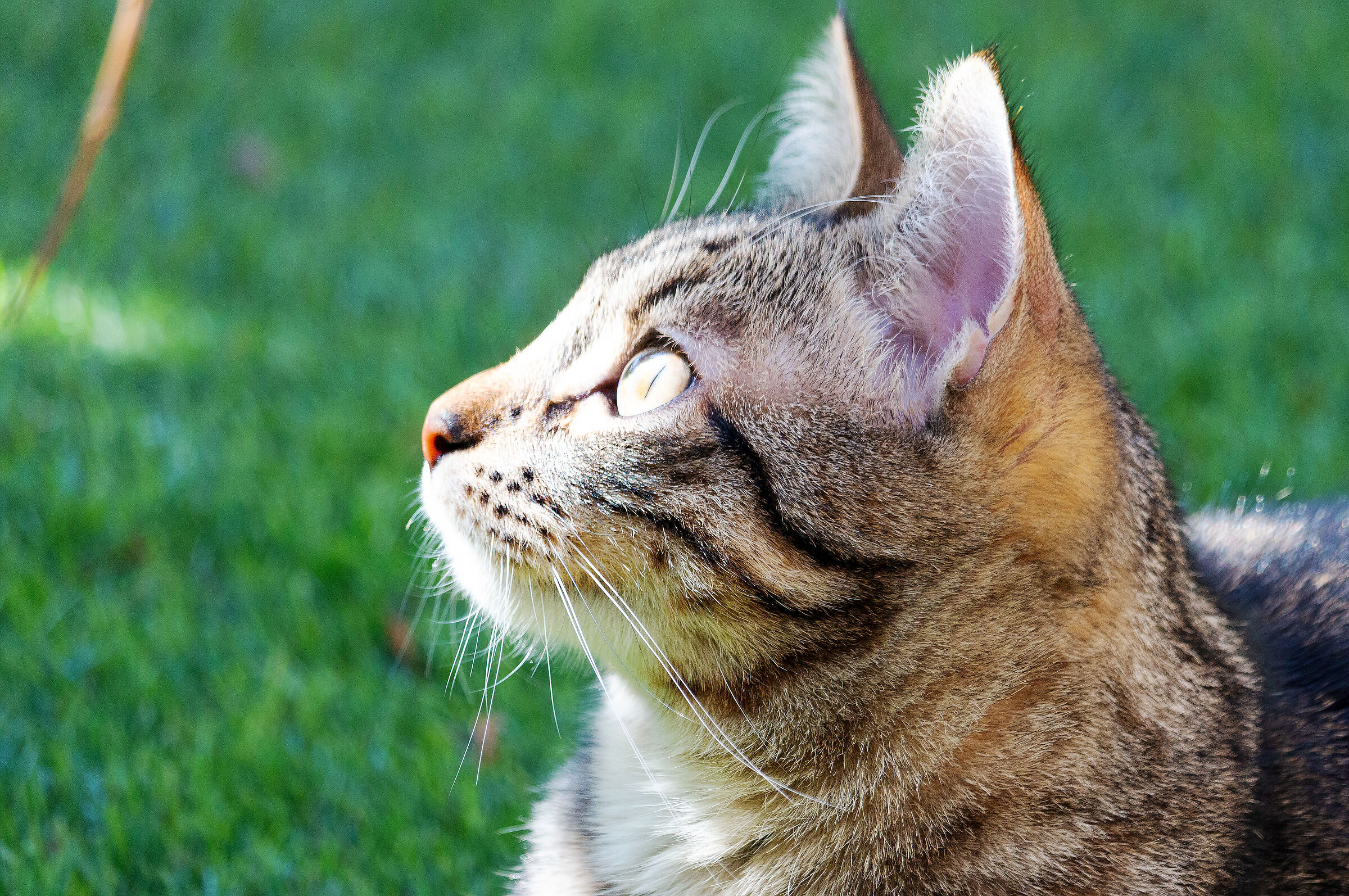 Profilo Felino