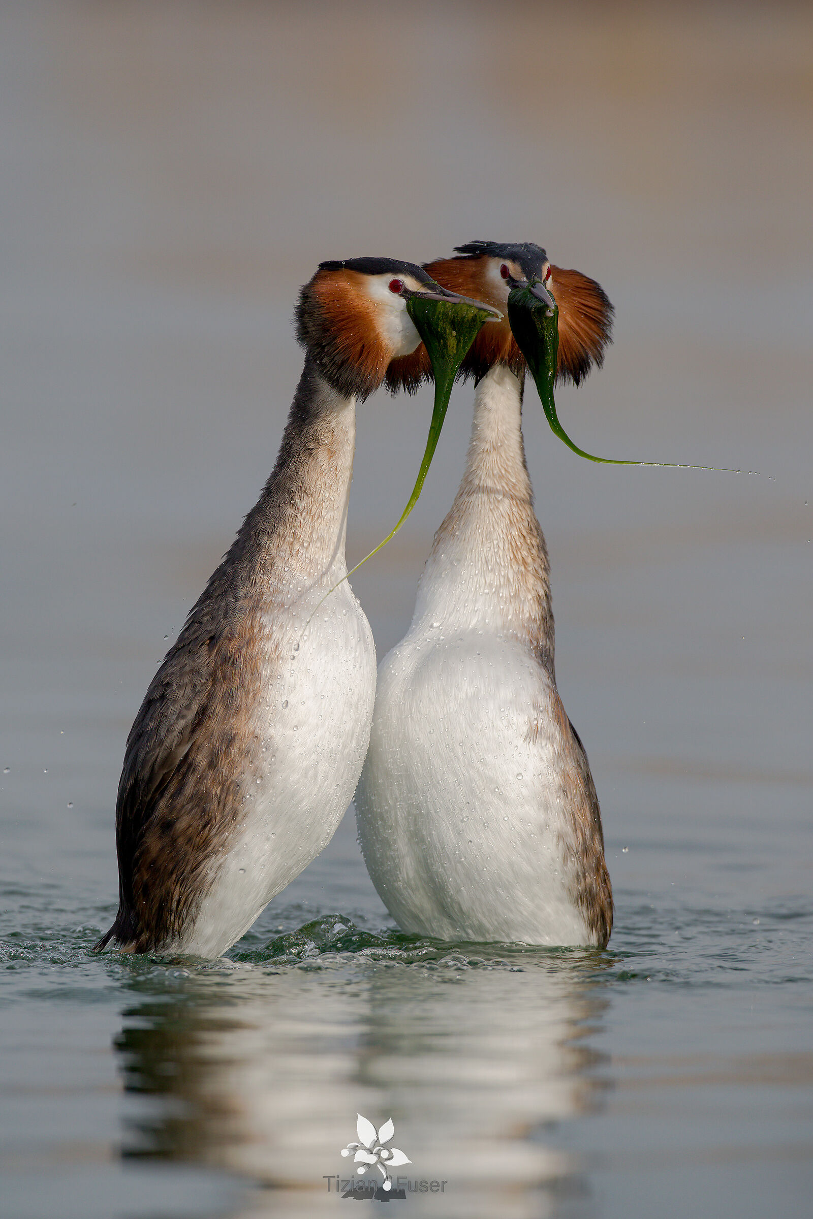 Svassi maggiori la danza delle erbe.
