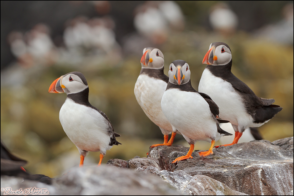 Atlantic Puffin (Fratercula arctica)