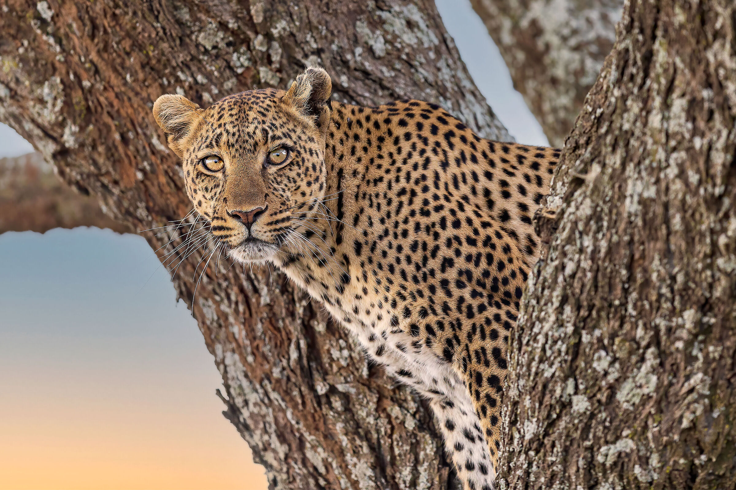 Leopard at sunset 2