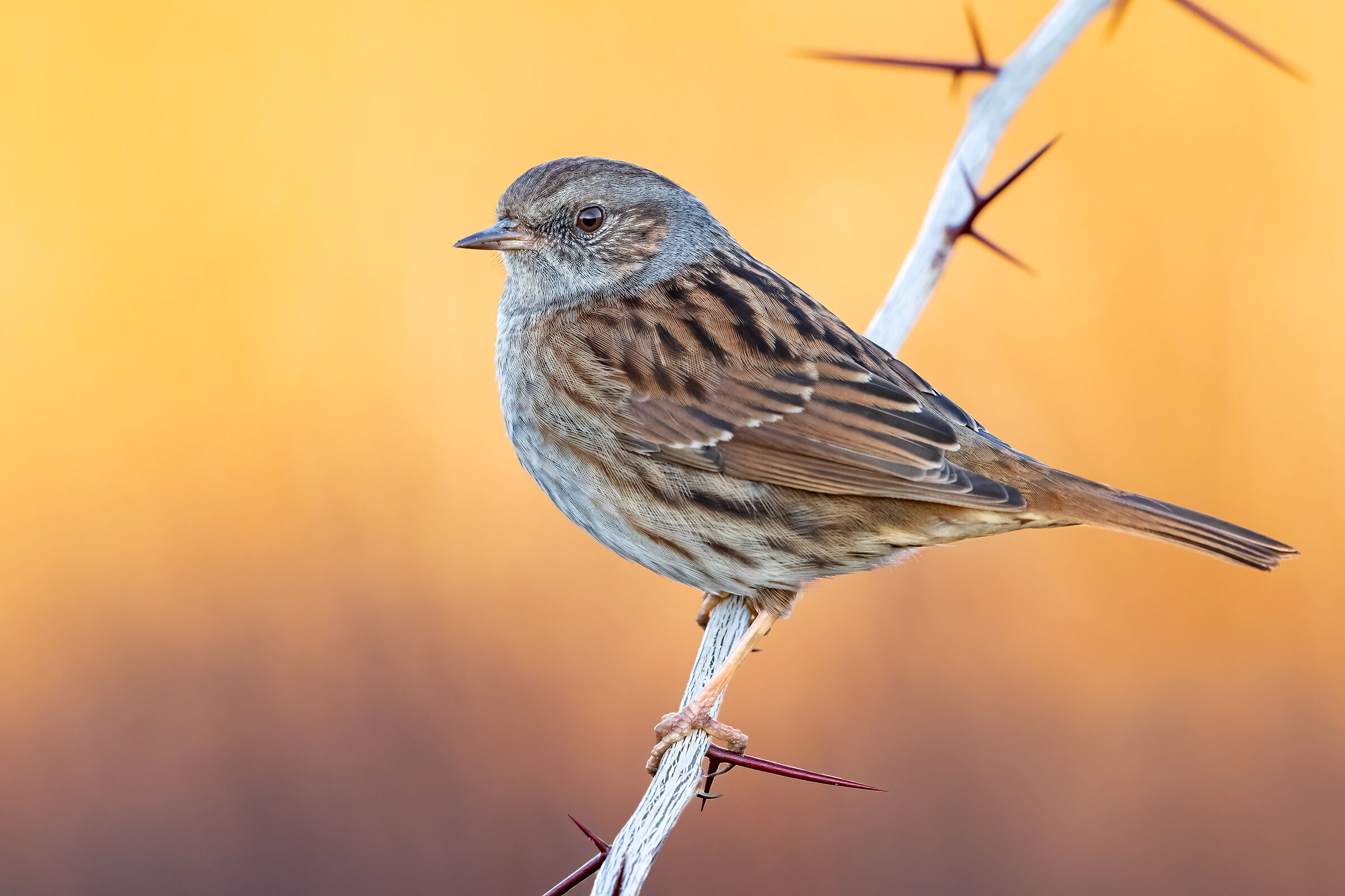 ..luci sullo sfondo..