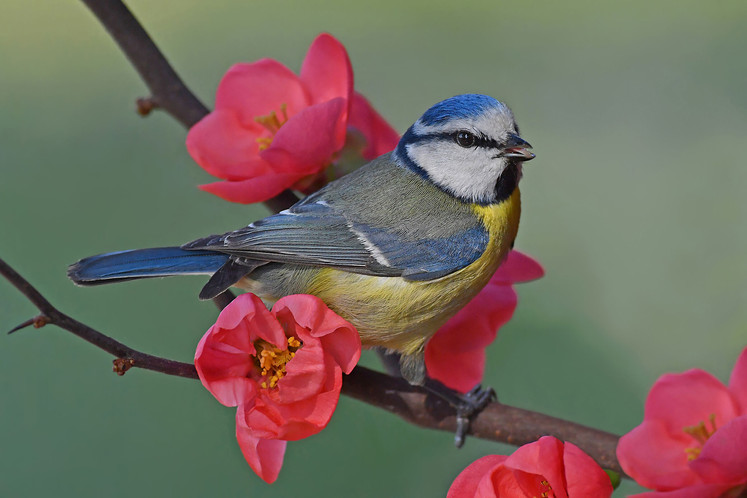 sweet spring (Cinciarella)