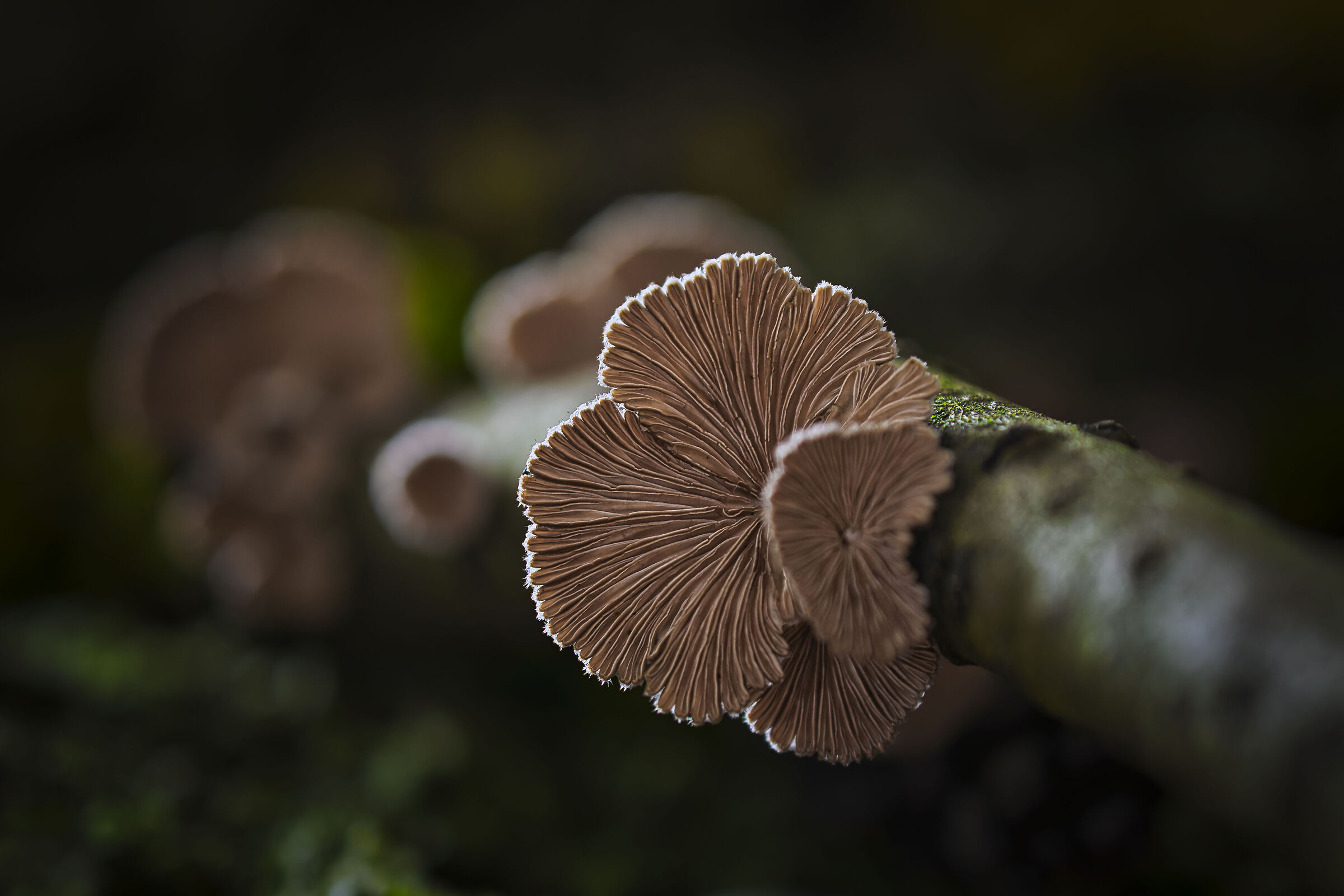 Nel silenzio della foresta ......