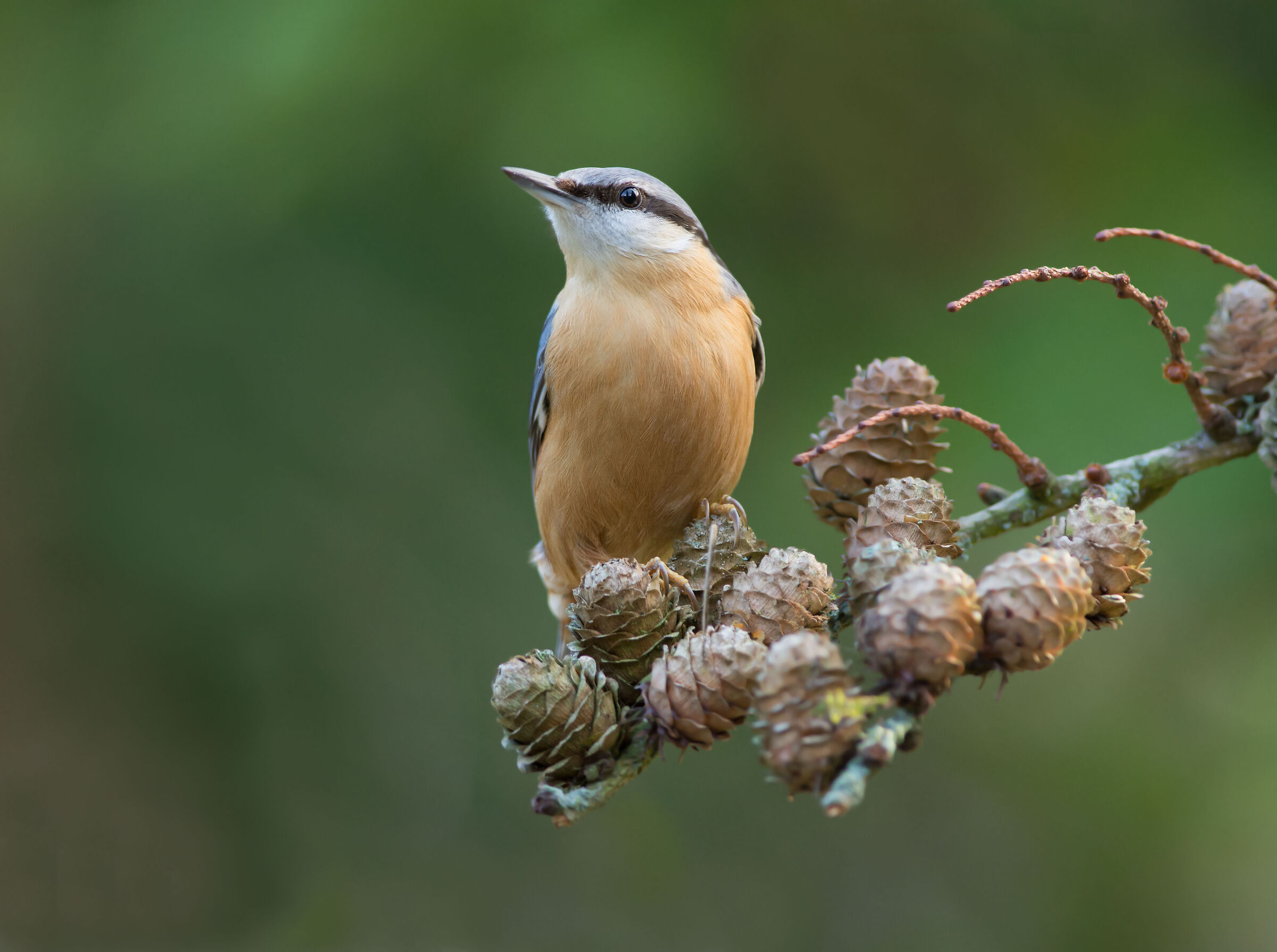 Nuthatč