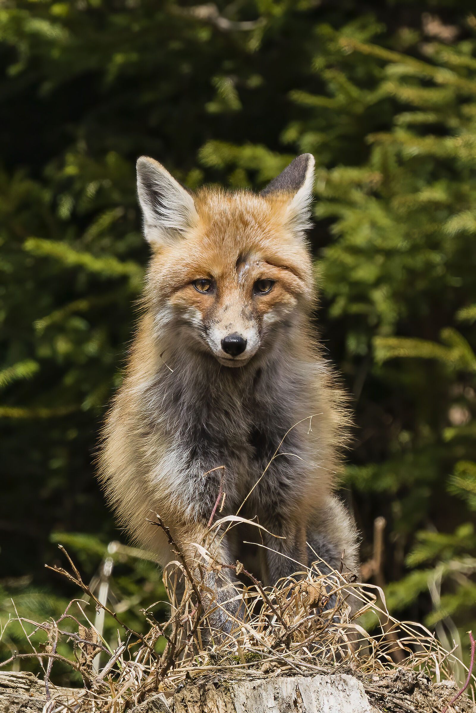 Volpina ravvicinata ( crop )