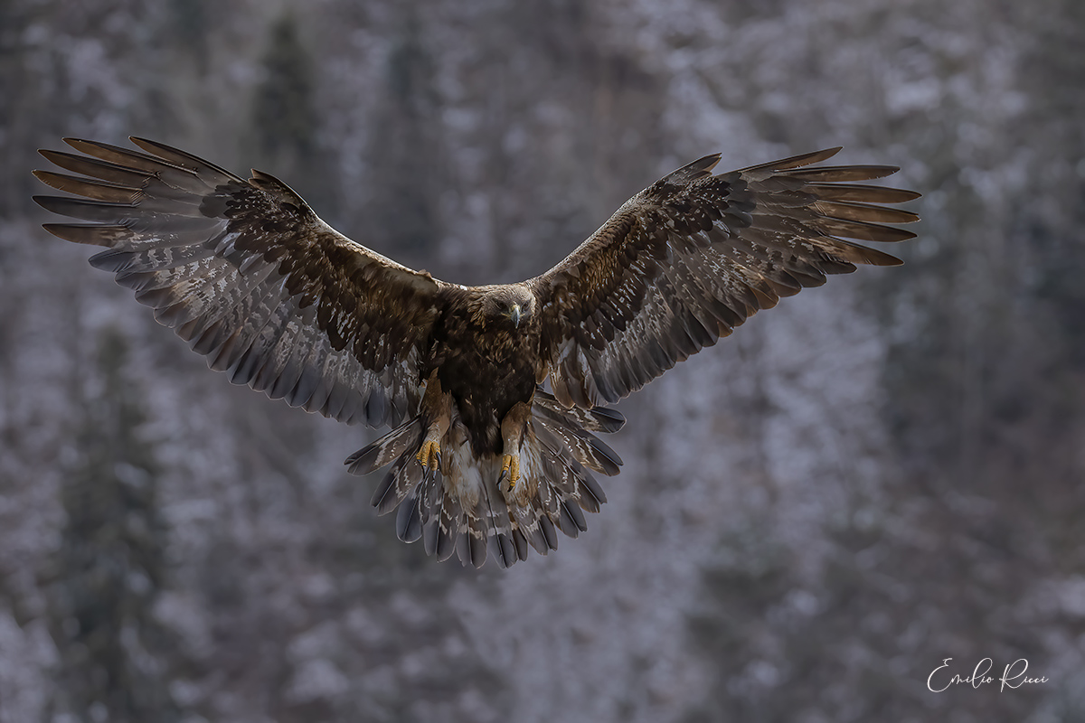 aquila reale -Alpi Italiane-