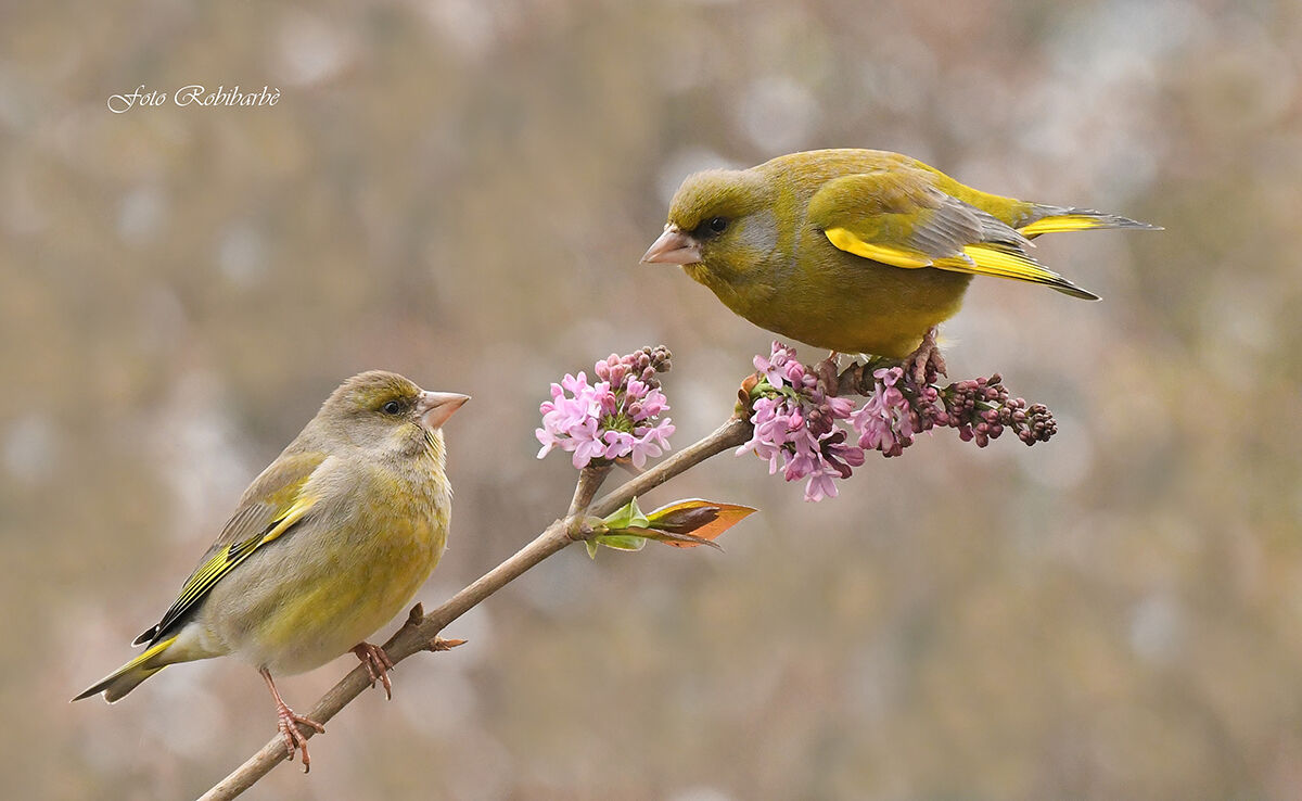 Aria di Primavera...