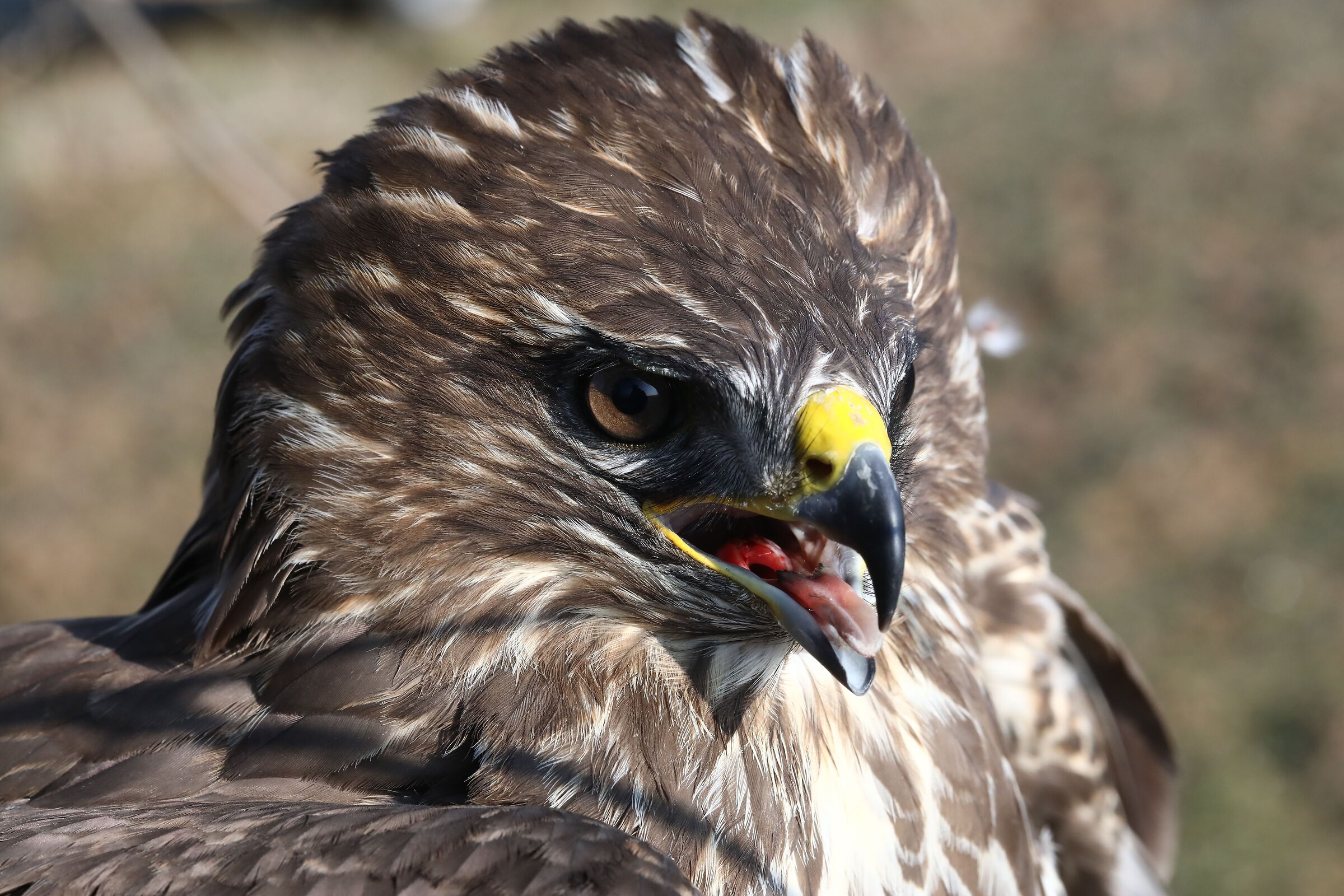 Poiana (Buteo Buteo)