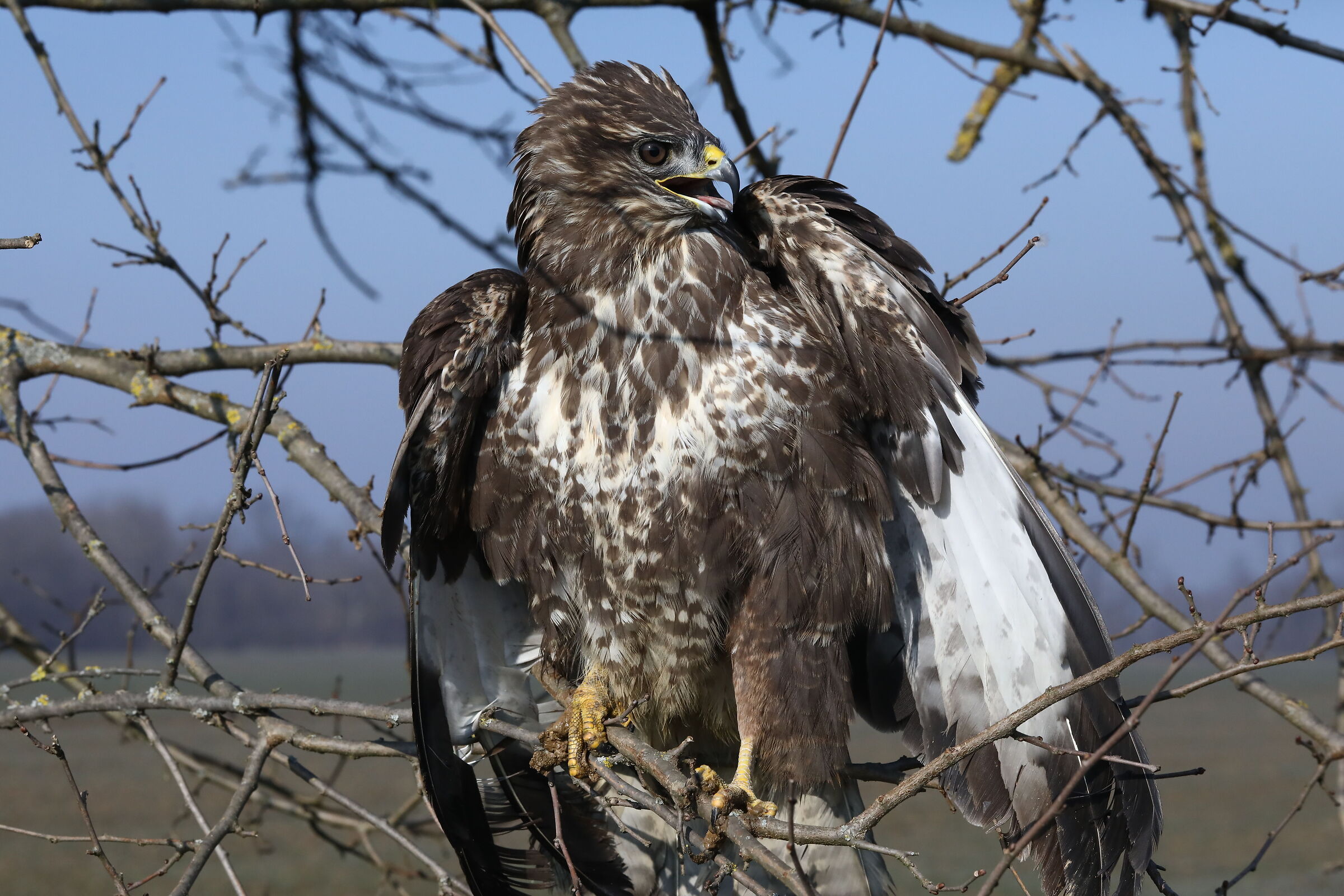 Poiana (Buteo Buteo)